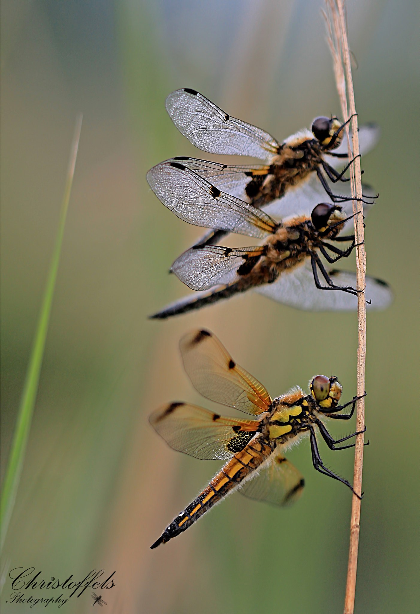 Sigma APO Macro 150mm f/2.8 EX DG HSM sample photo. Dragon trio photography