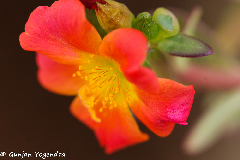 Canon EF 100mm F2.8L Macro IS USM sample photo. Table rose photography
