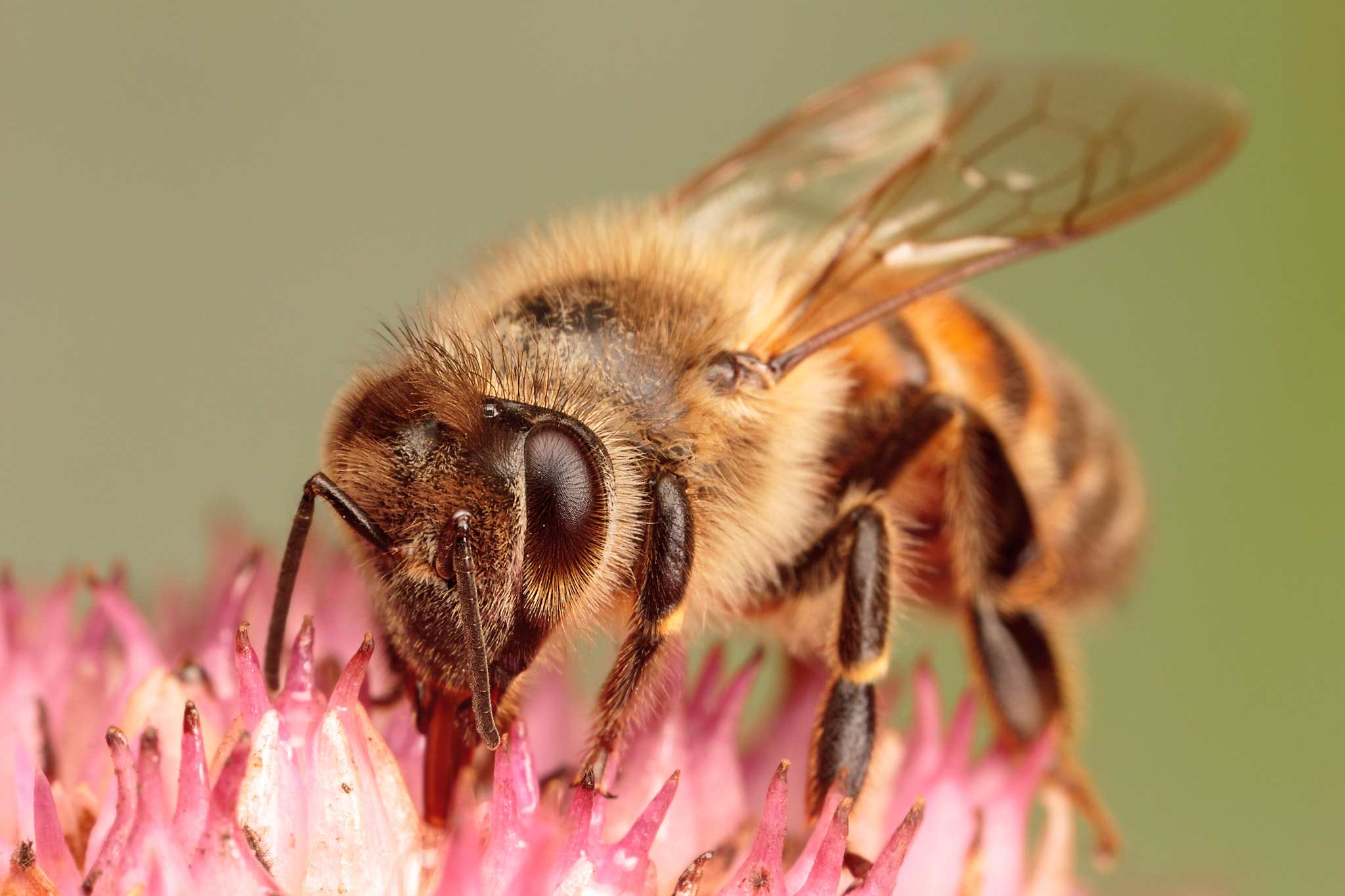 Canon MP-E 65mm F2.5 1-5x Macro Photo sample photo. Honey bee photography