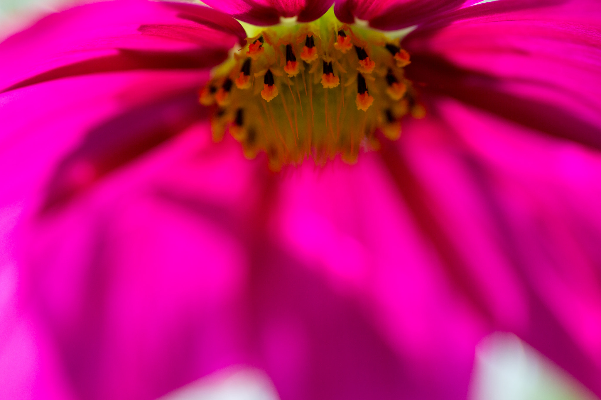 Canon EOS 60D + Sigma 105mm F2.8 EX DG Macro sample photo. Like an umbrella - comme un parasol photography