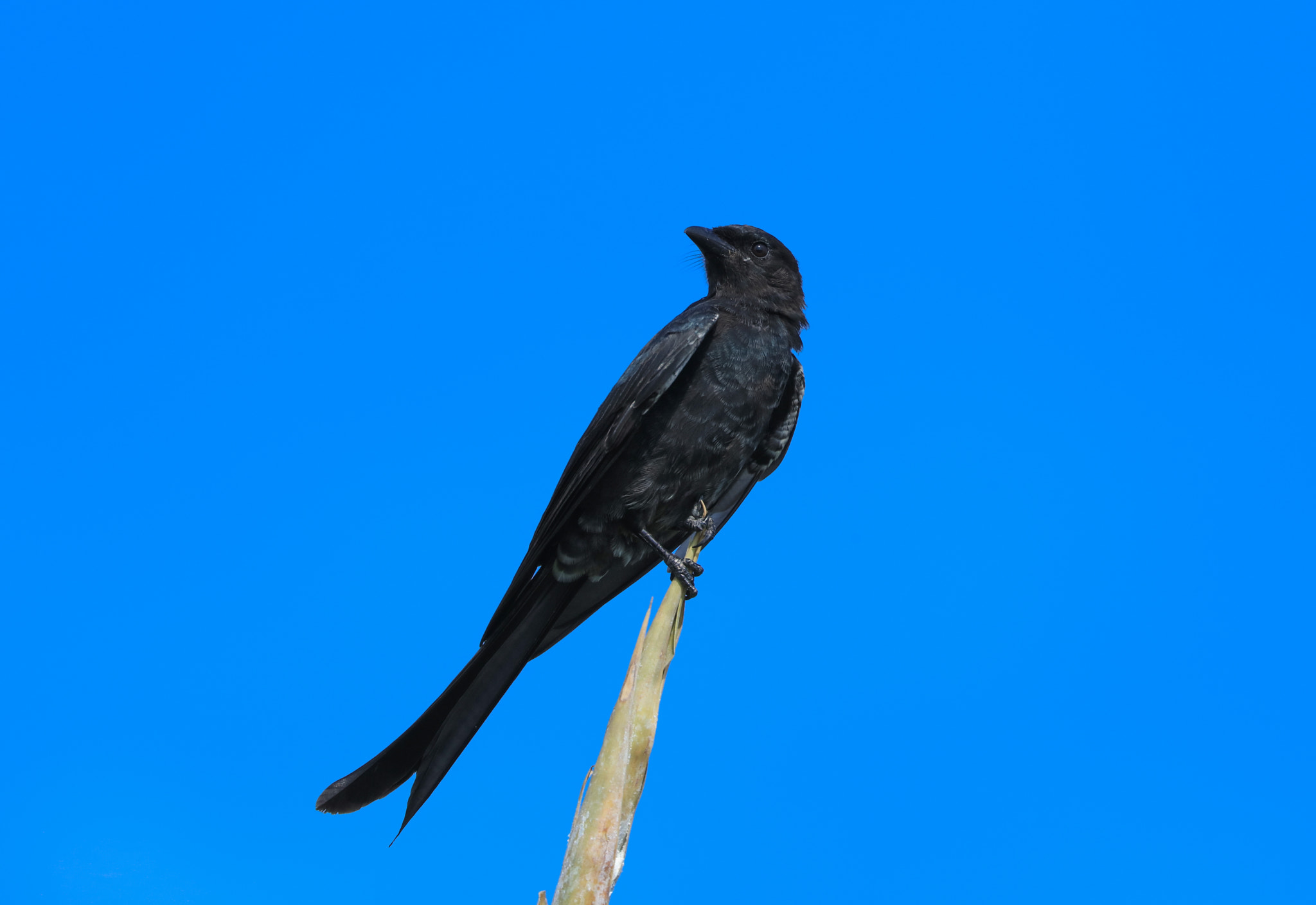 Canon EOS 5DS sample photo. Black drongo photography