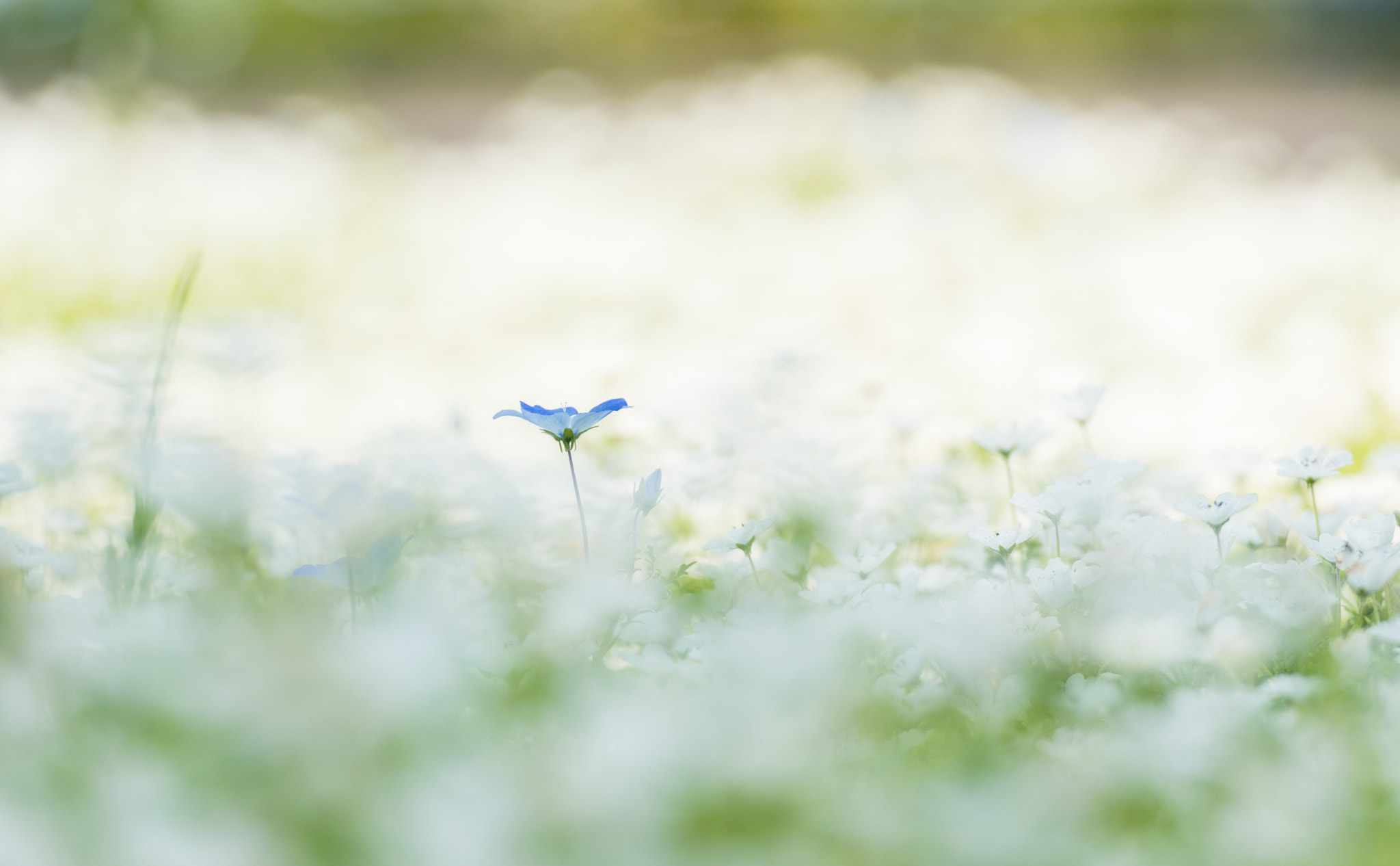 Nikon Df sample photo. ひょっこり photography