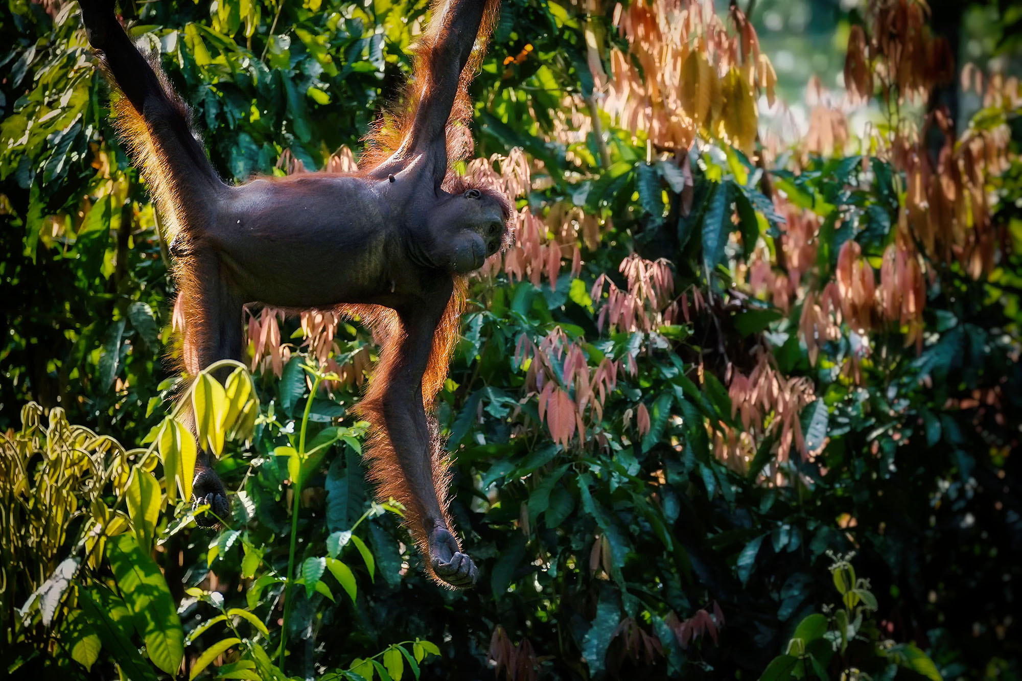 Sony a7 II + Sony 70-300mm F4.5-5.6 G SSM sample photo. Bornean orangutan photography