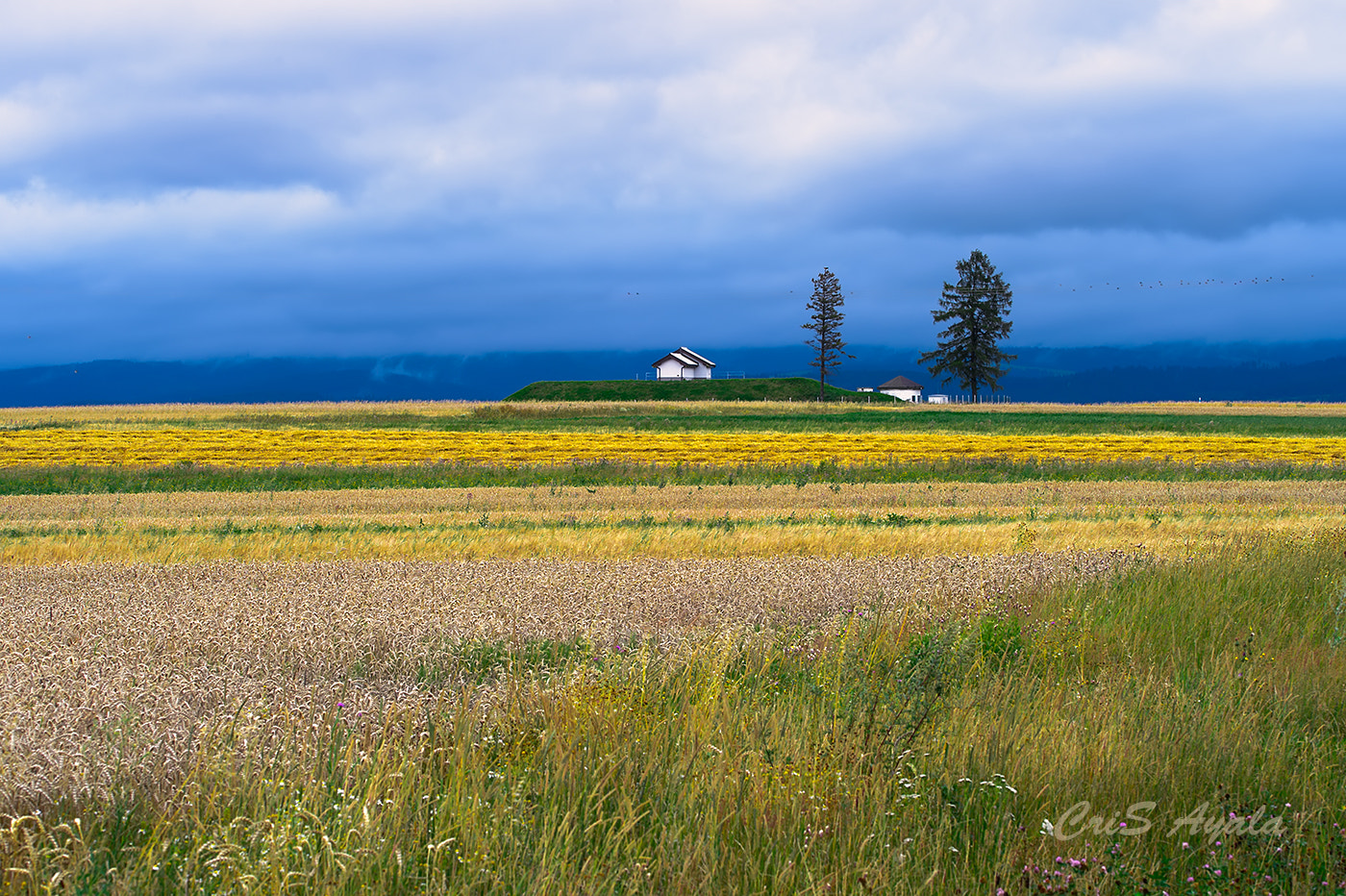 Nikon D4 sample photo. Nature flags photography