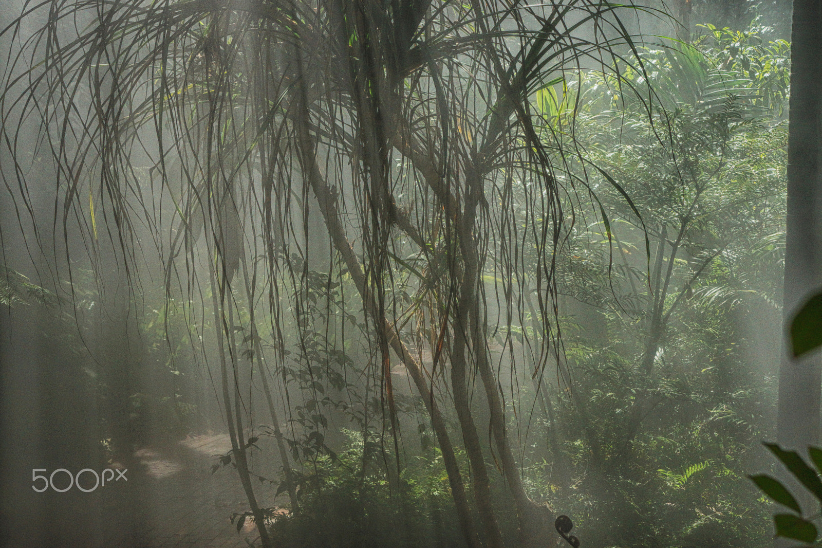 Sony SLT-A65 (SLT-A65V) + Sony DT 55-200mm F4-5.6 SAM sample photo. Indoor rainforest photography