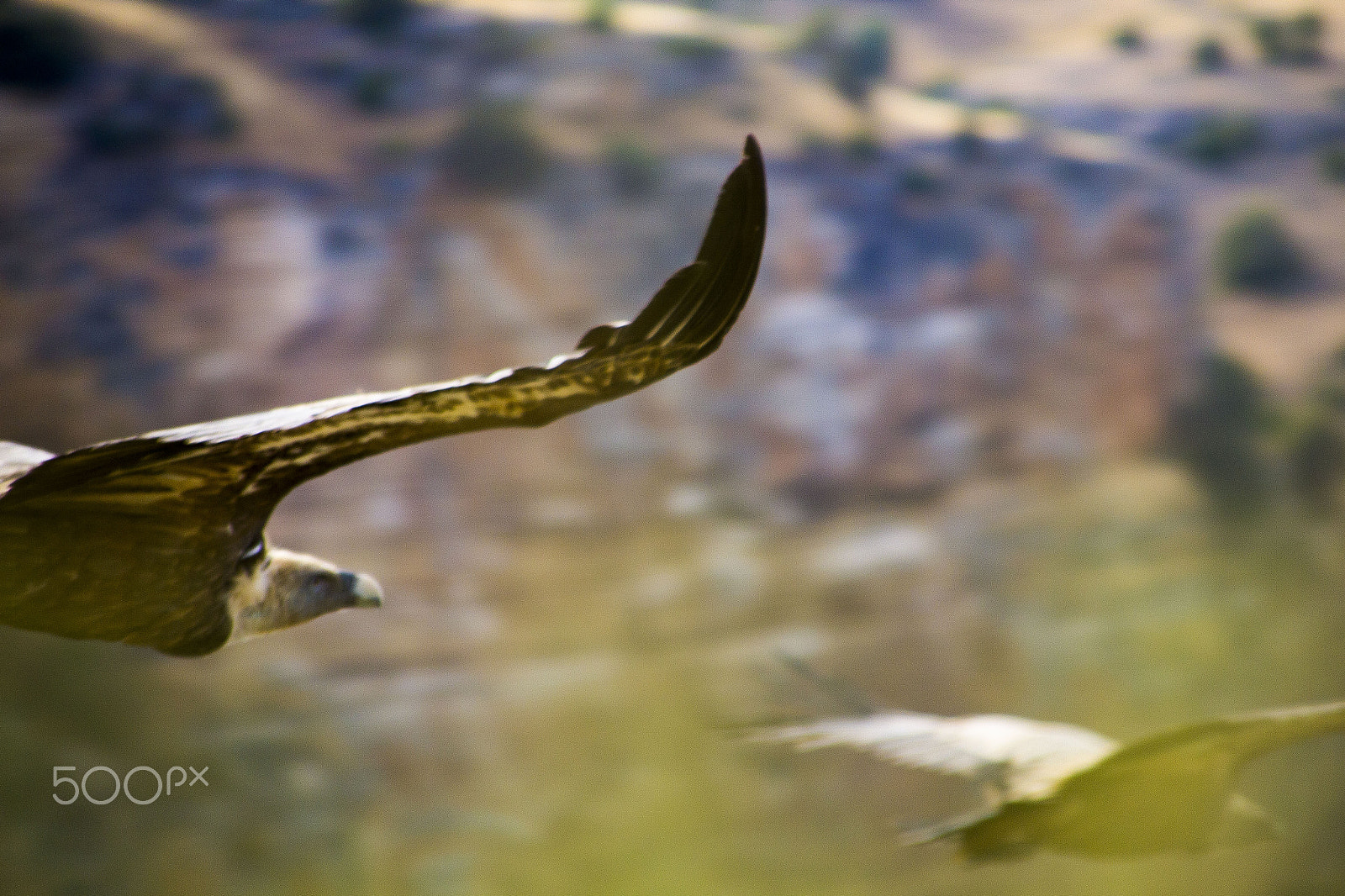 Canon EOS 60D + Canon TS-E 90mm F2.8 Tilt-Shift sample photo. Couple flying photography