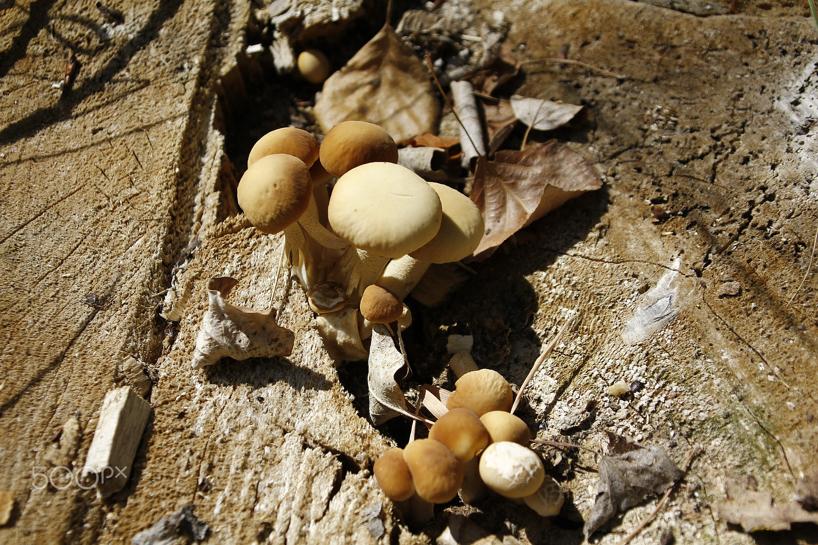 Canon EOS 60D + Canon TS-E 90mm F2.8 Tilt-Shift sample photo. Mushrooms photography