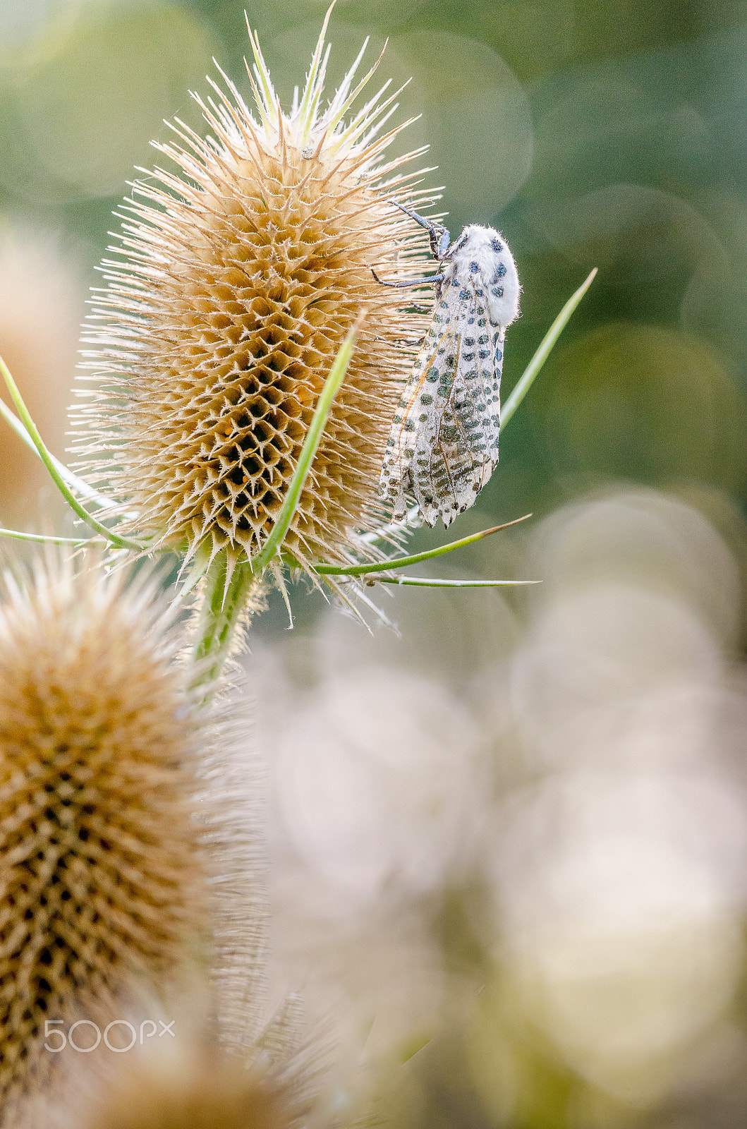 Nikon D7000 + Sigma 150mm F2.8 EX DG Macro HSM sample photo. Orchard ermine (yponomeuta padella) photography