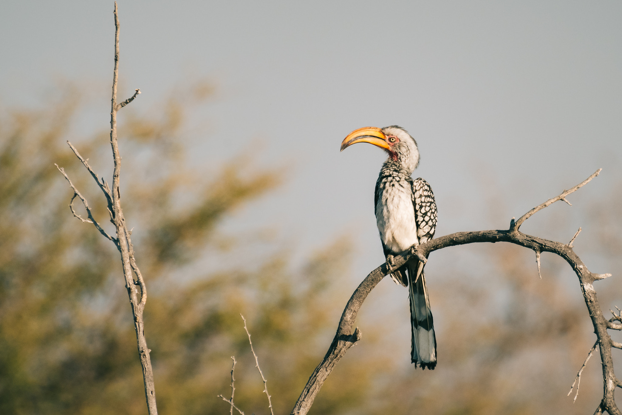Pentax K-1 sample photo. Yellow-billed hornbill etosha photography