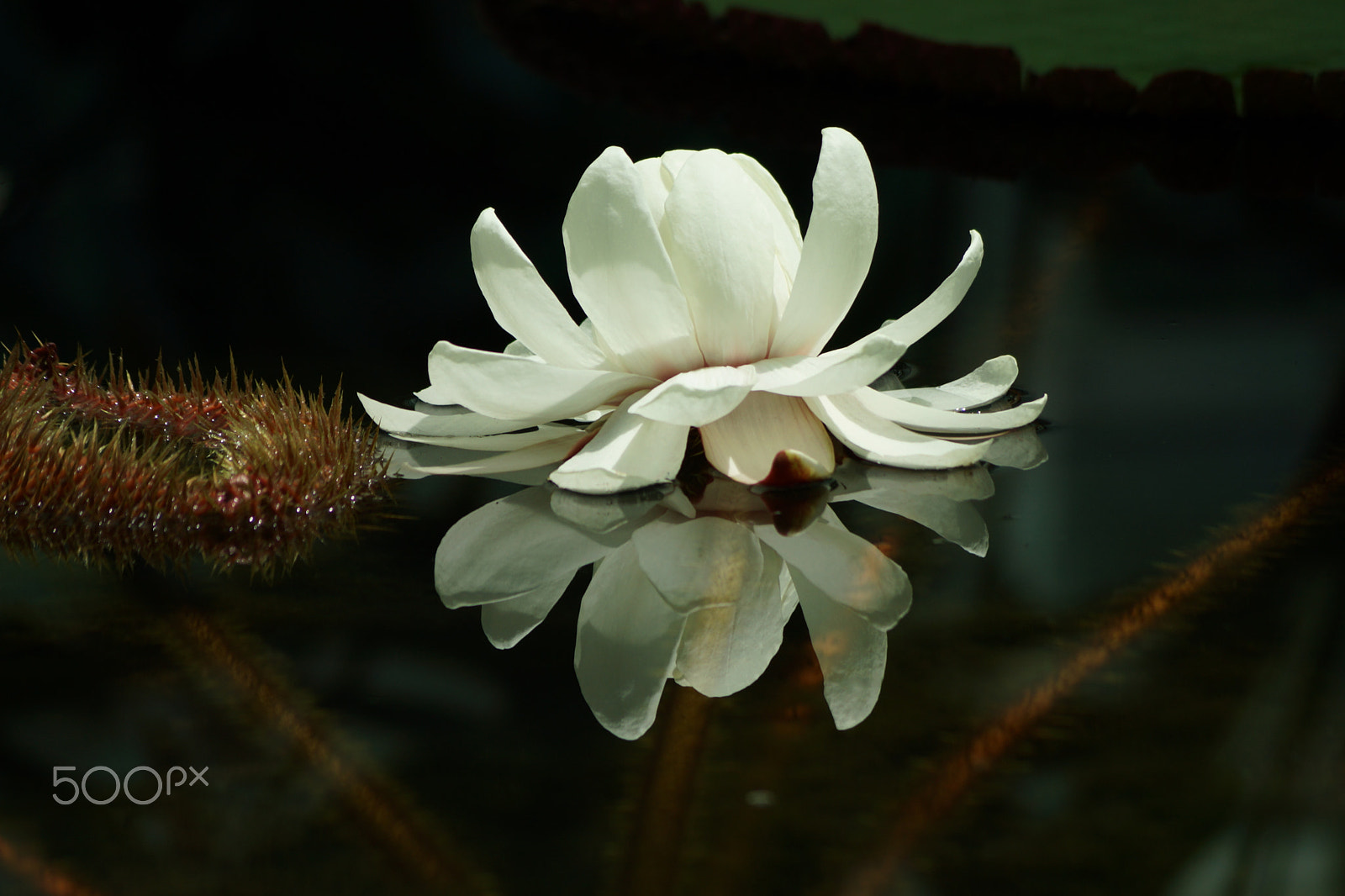 Sony DT 55-200mm F4-5.6 SAM sample photo. Amazonia water lily photography