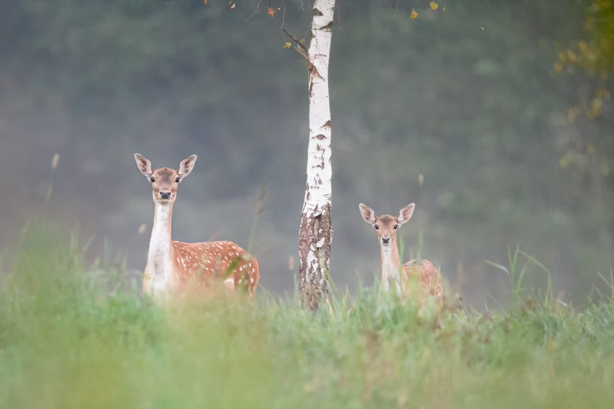 Canon EOS-1D X + Canon EF 400mm F2.8L IS II USM sample photo. Deers photography