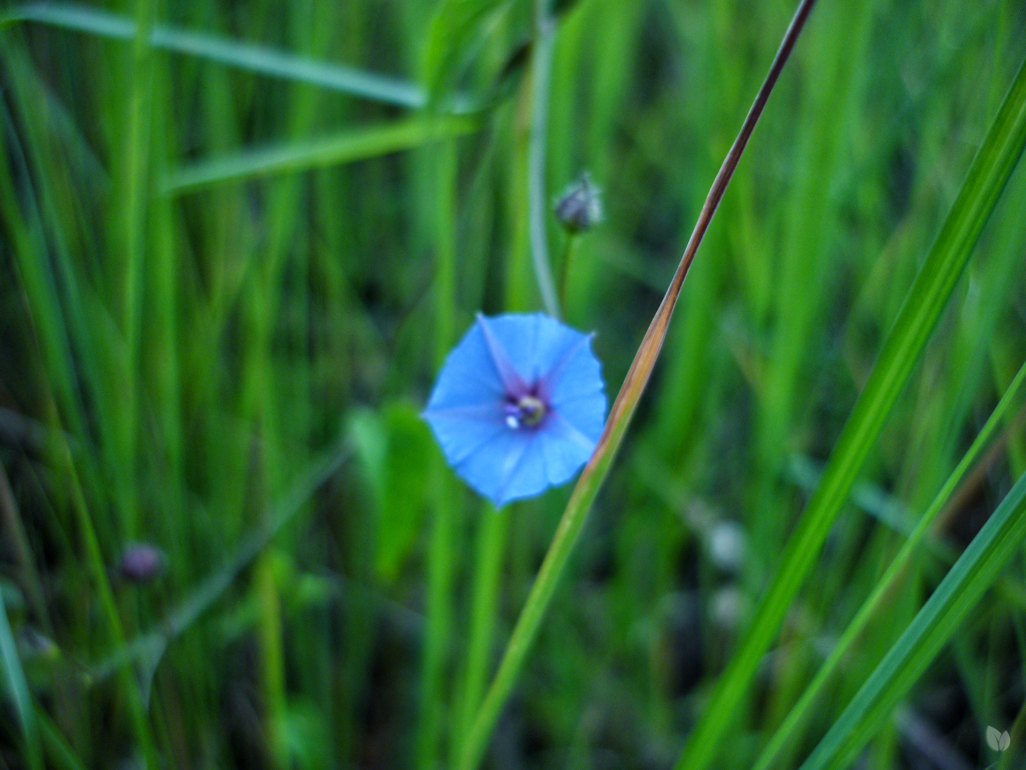 Panasonic DMC-FS7 sample photo. Flor azul naturalconexion photography