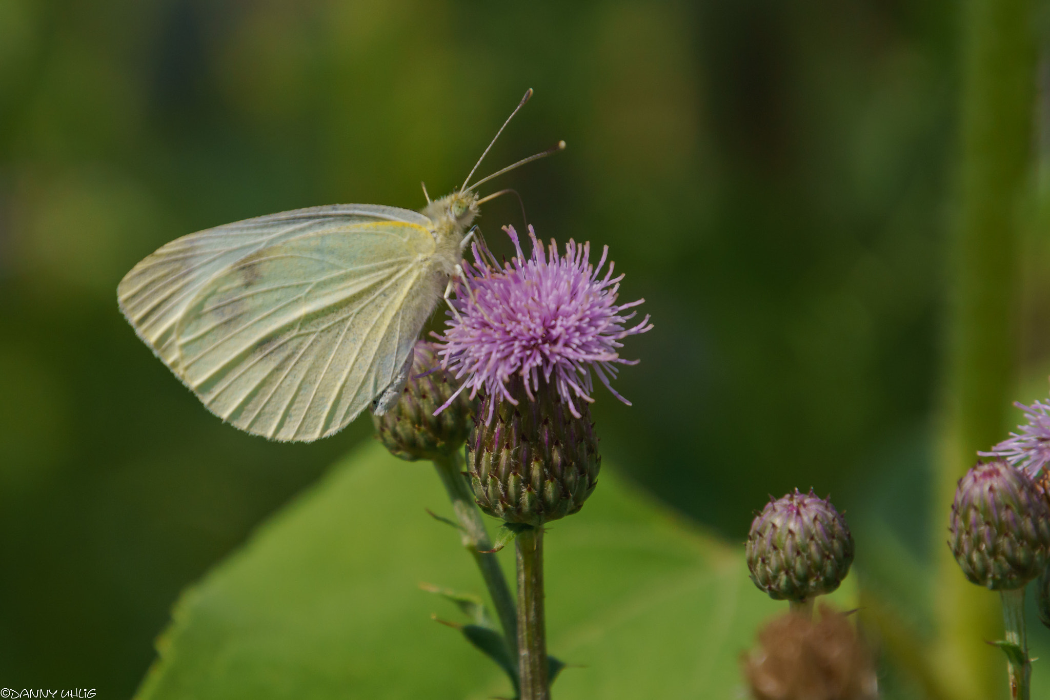 Tamron 16-300mm F3.5-6.3 Di II VC PZD Macro sample photo. Dsc photography