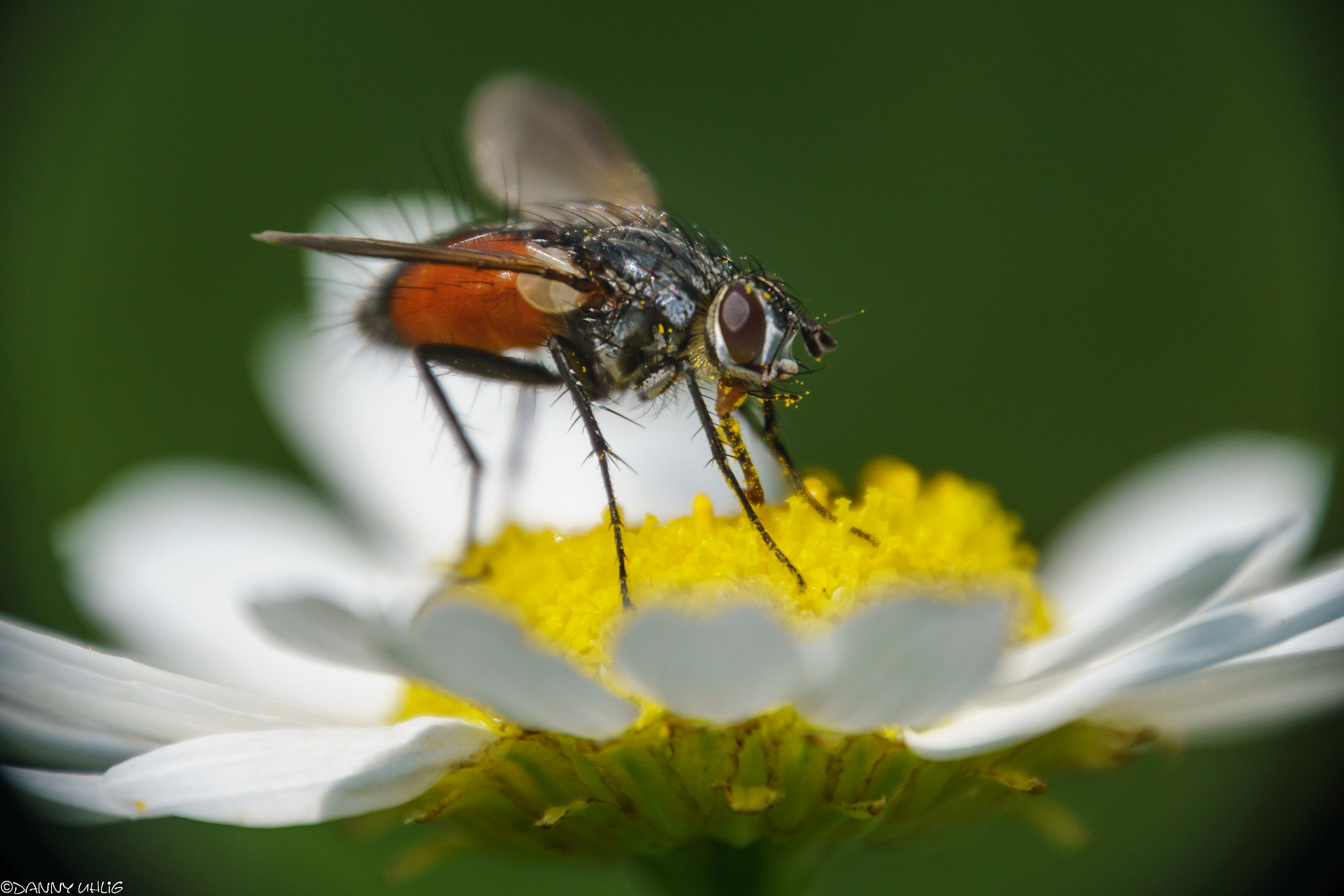 Tamron 16-300mm F3.5-6.3 Di II VC PZD Macro sample photo. Dsc photography