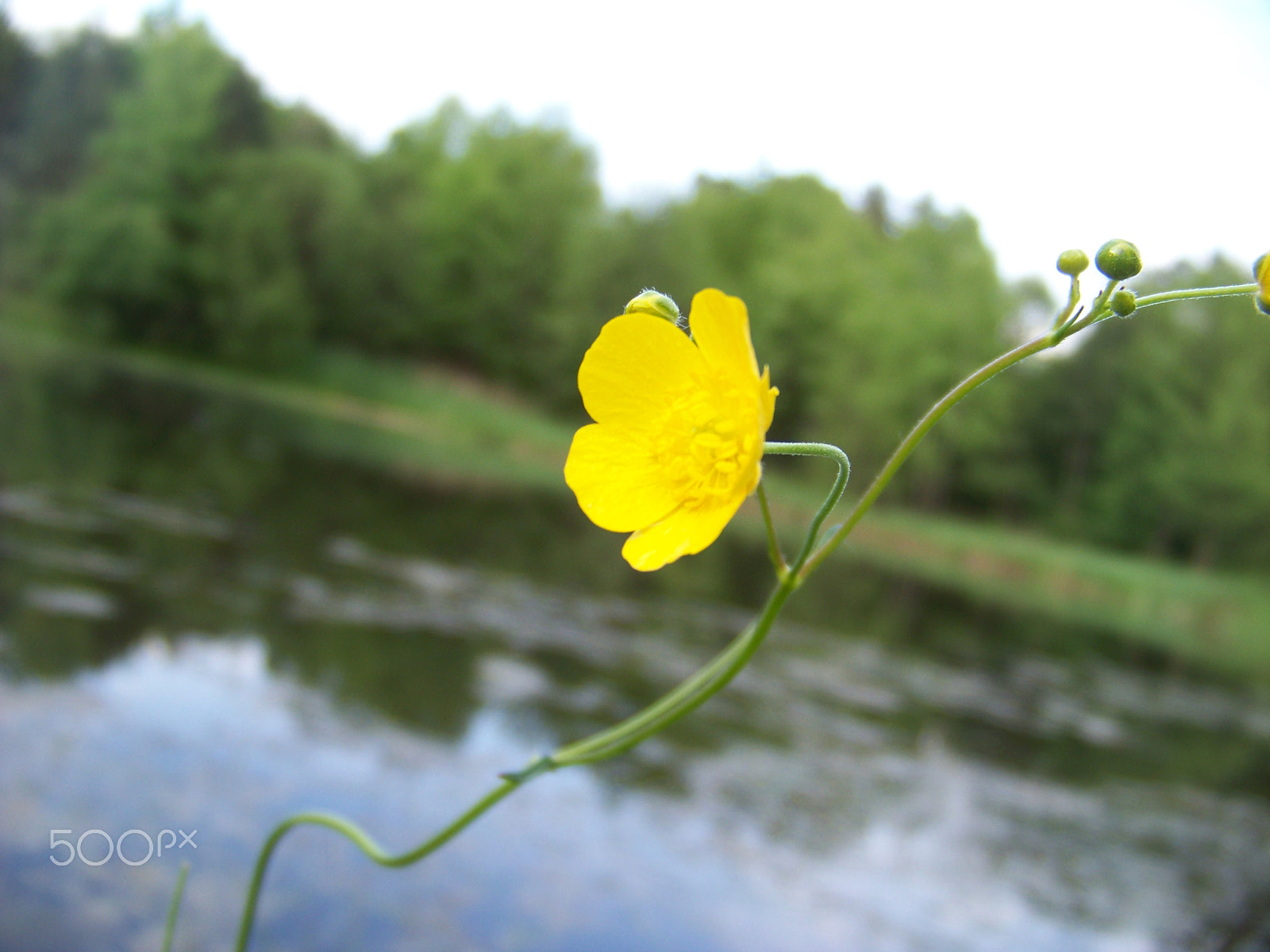 Kodak EASYSHARE Z8612 IS DIGITAL CAMERA sample photo. Flower photography