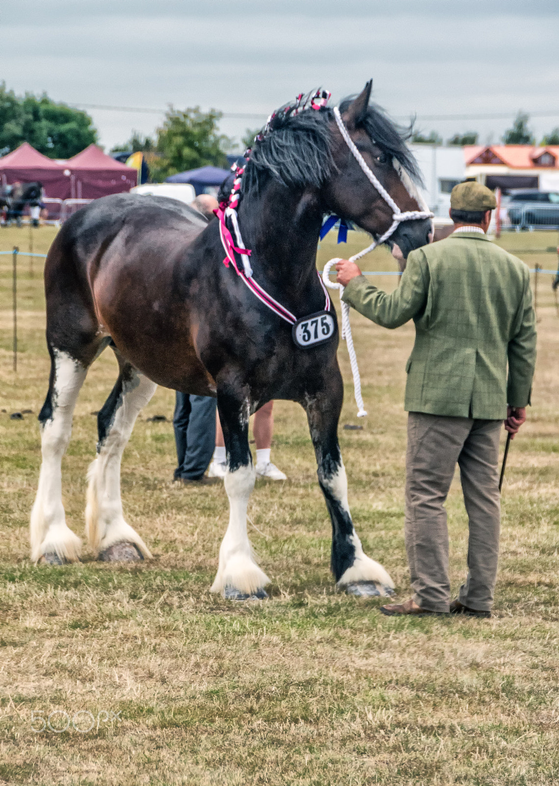 Sony DT 18-250mm F3.5-6.3 sample photo. Young shire horse  show. photography