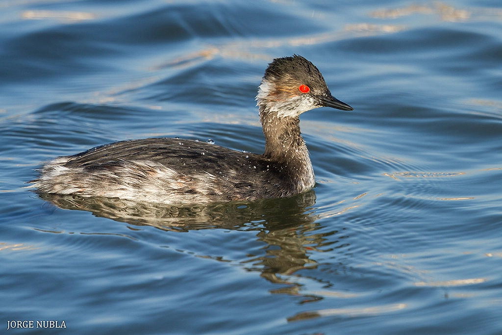 Canon EF 500mm F4L IS II USM sample photo. Zampullín cuellinegro (podiceps nigricollis). photography