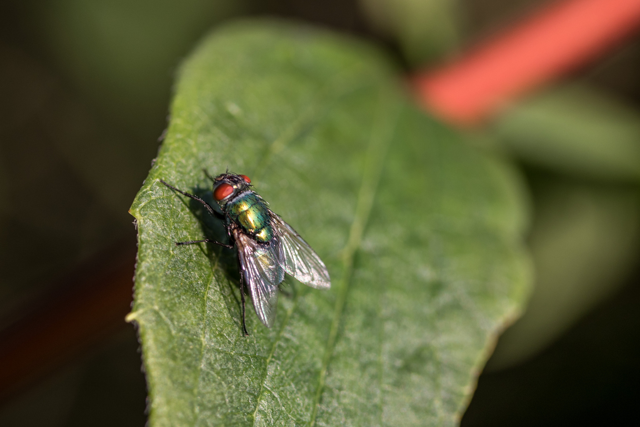Canon EF-S 60mm F2.8 Macro USM sample photo. Caught the red-eye 1 photography