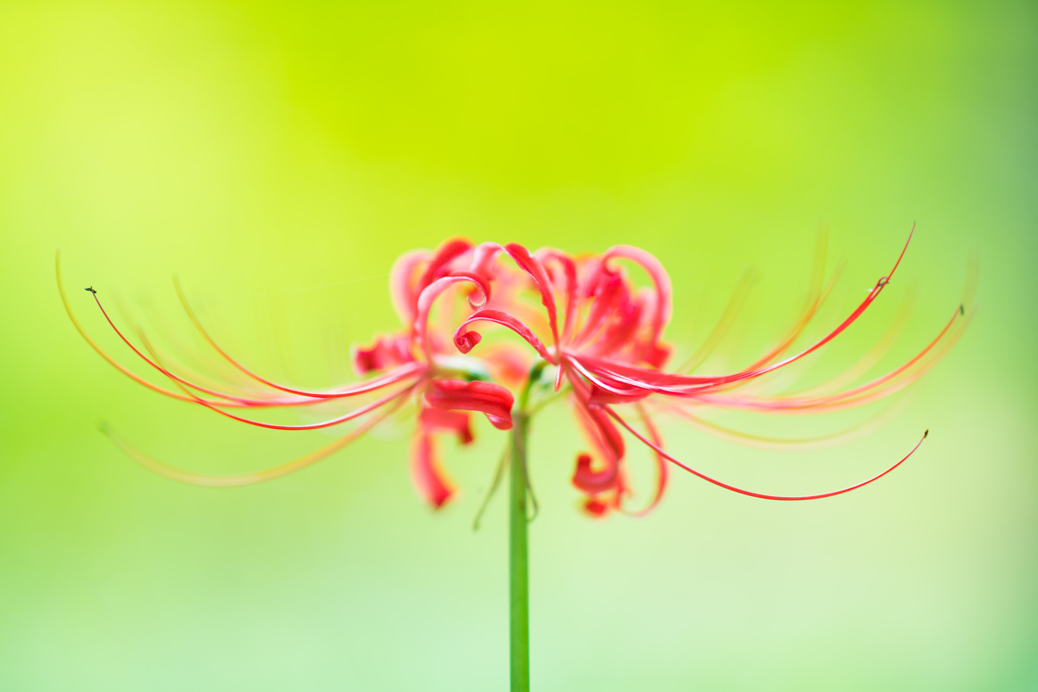Sony Sonnar T* 135mm F1.8 ZA sample photo. Strings photography
