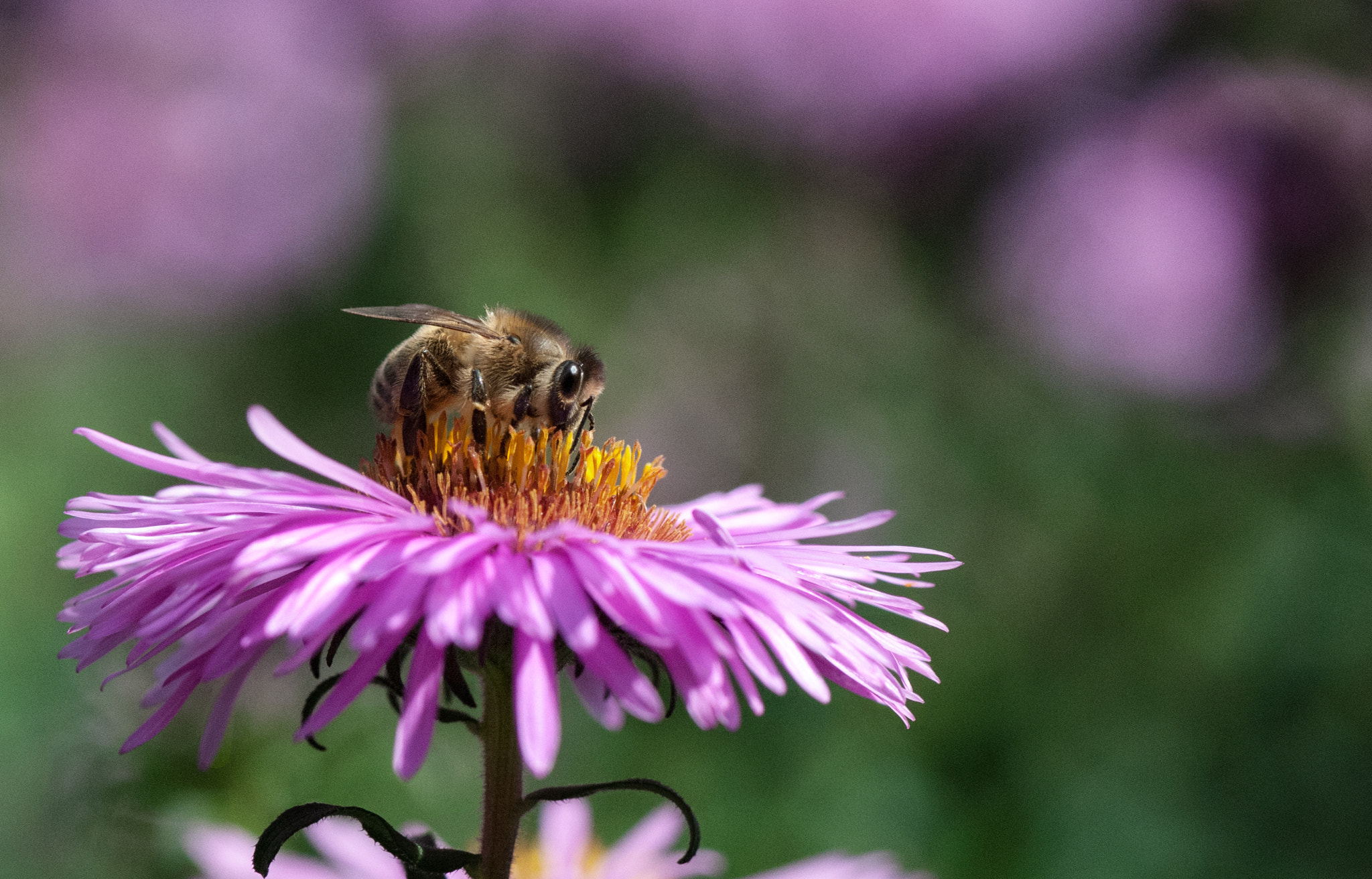 Nikon AF-S Micro-Nikkor 105mm F2.8G IF-ED VR sample photo. Aster mit biene photography