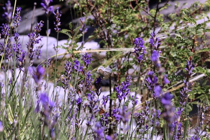Canon EOS 100D (EOS Rebel SL1 / EOS Kiss X7) + Tamron SP AF 17-50mm F2.8 XR Di II LD Aspherical (IF) sample photo. Butterfly lavender photography