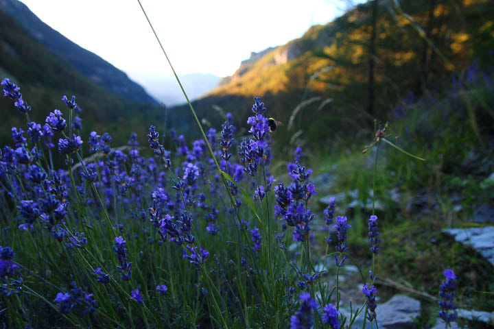 Tamron SP AF 17-50mm F2.8 XR Di II LD Aspherical (IF) sample photo. Sunset lavender photography