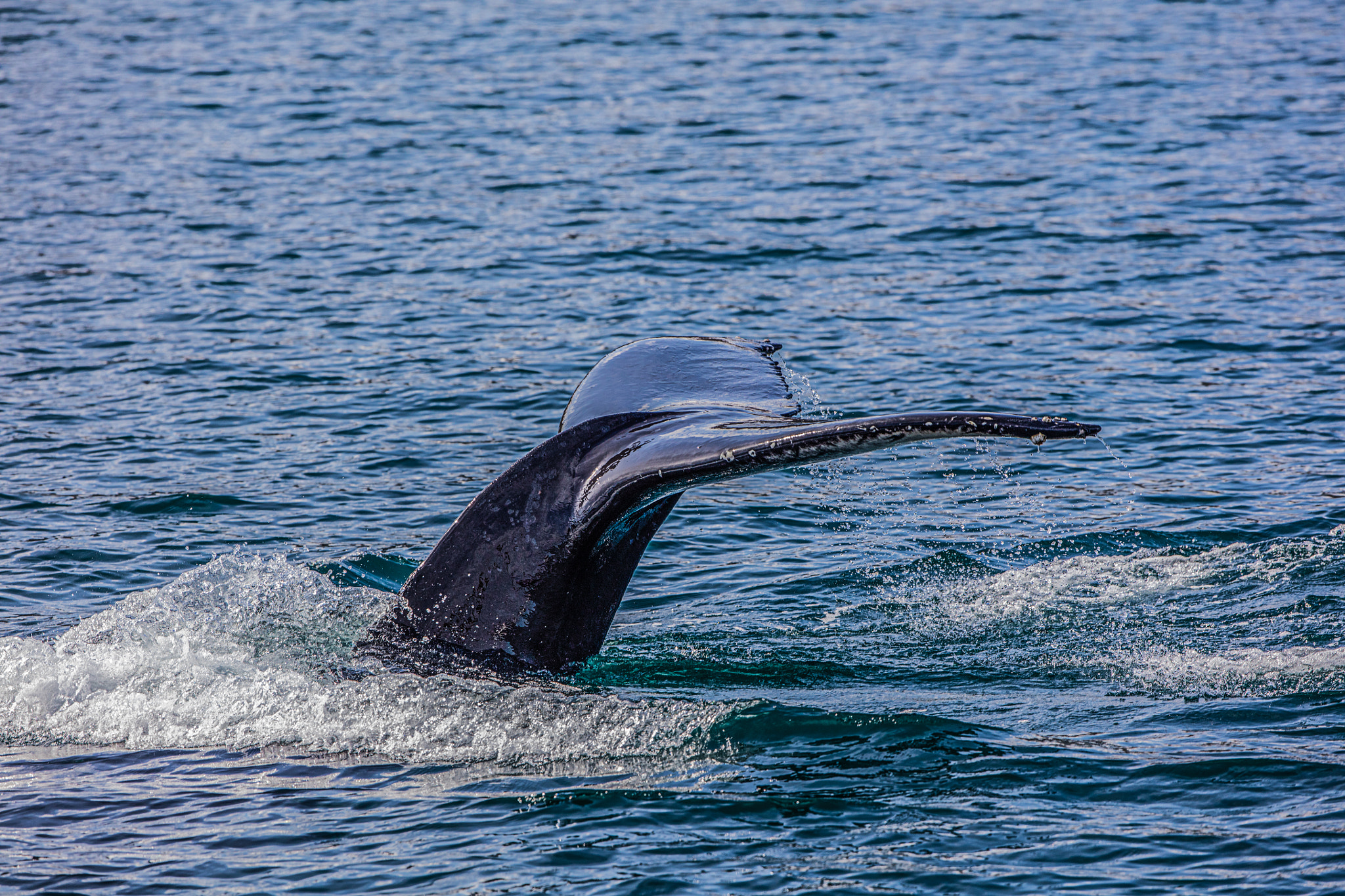 Canon EF 300mm F2.8L IS II USM sample photo. Tablet photography