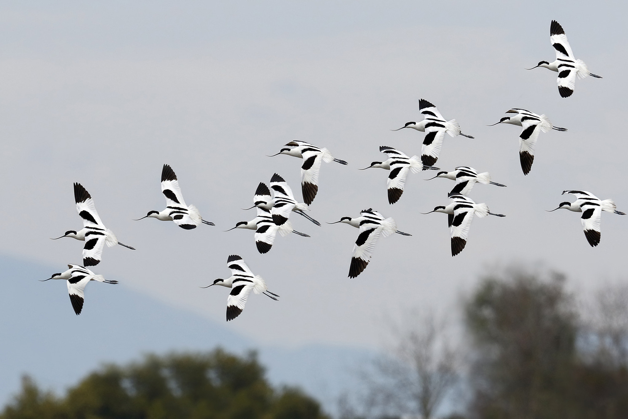 Canon EF 300mm F2.8L IS II USM sample photo. Avocets photography