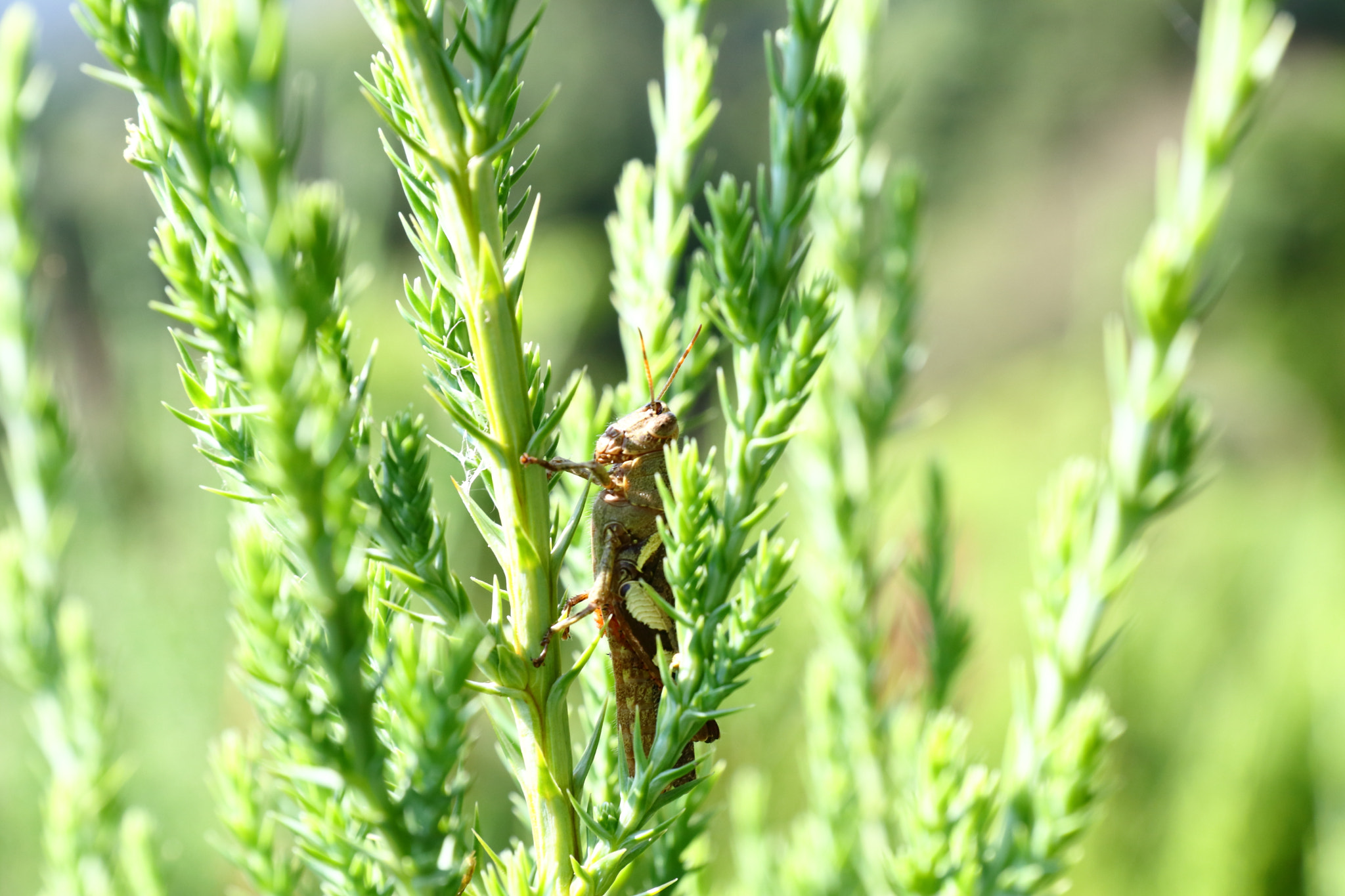 Canon EF 24-70mm F2.8L II USM sample photo. Img photography