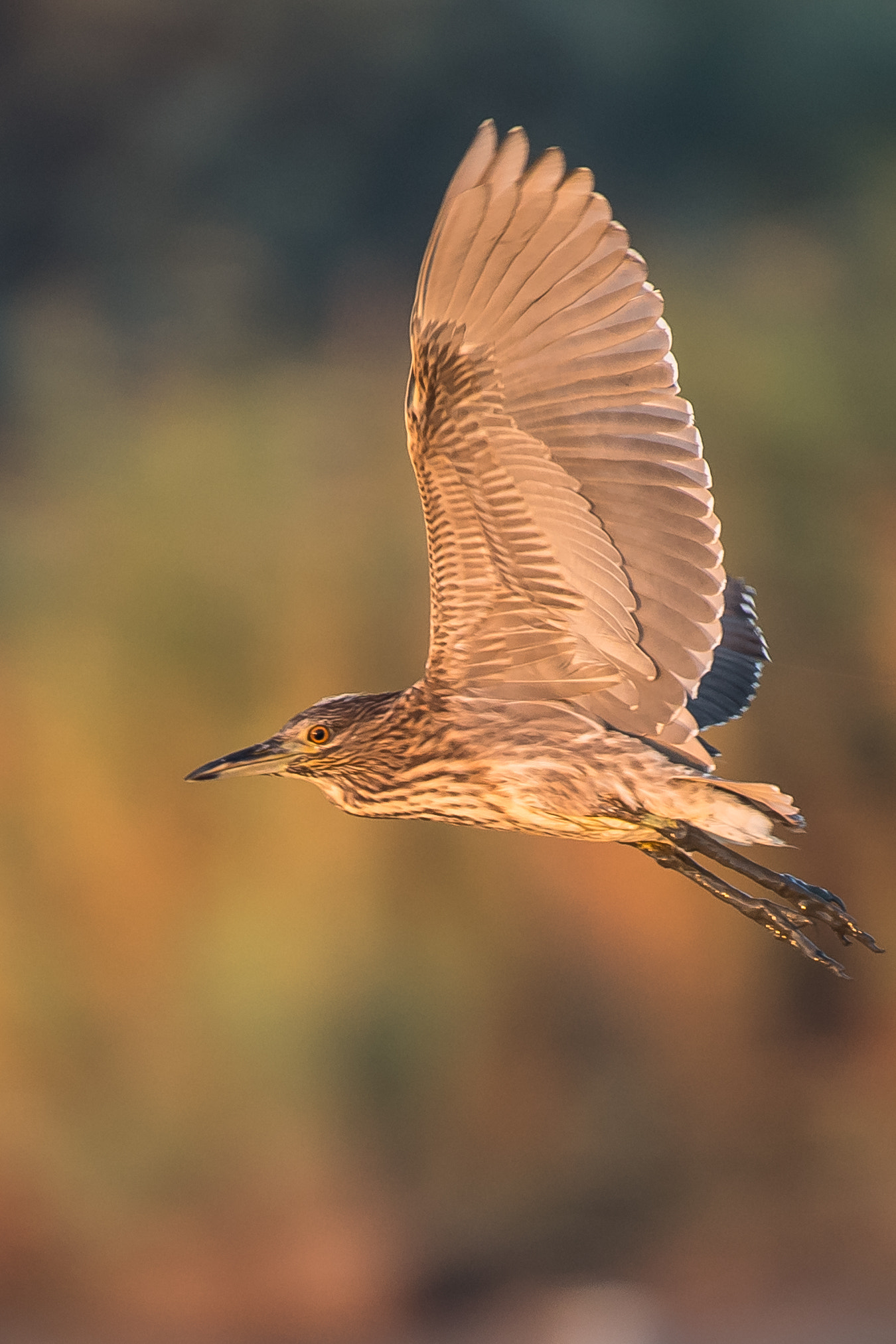 Nikon AF-S Nikkor 200-500mm F5.6E ED VR sample photo. Big wing heron photography