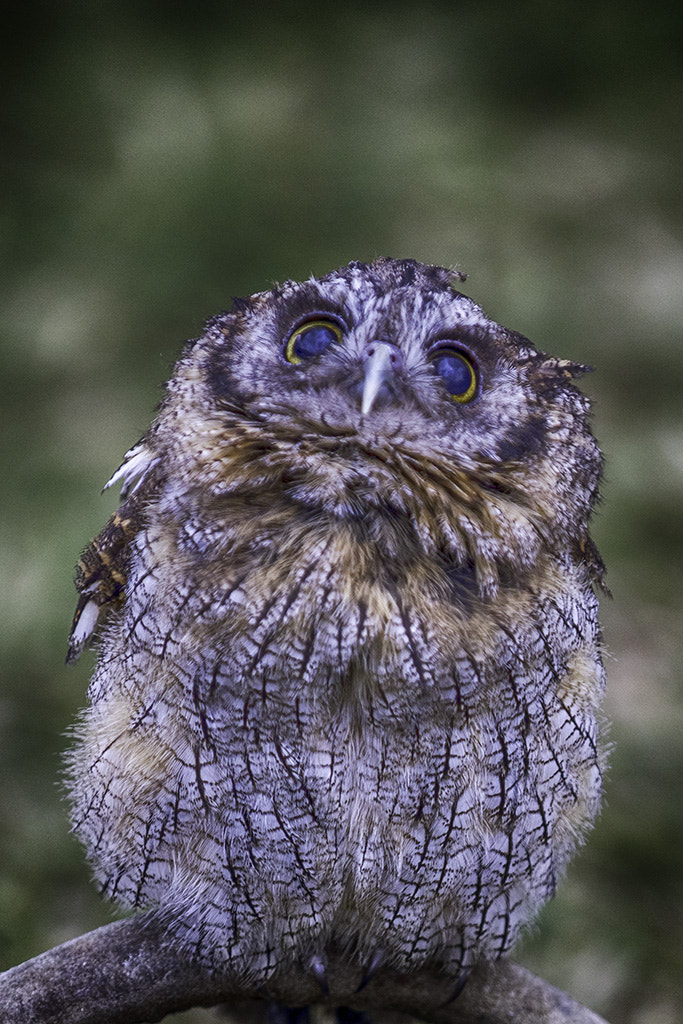 Canon EOS 760D (EOS Rebel T6s / EOS 8000D) sample photo. Whooo you looking at? photography