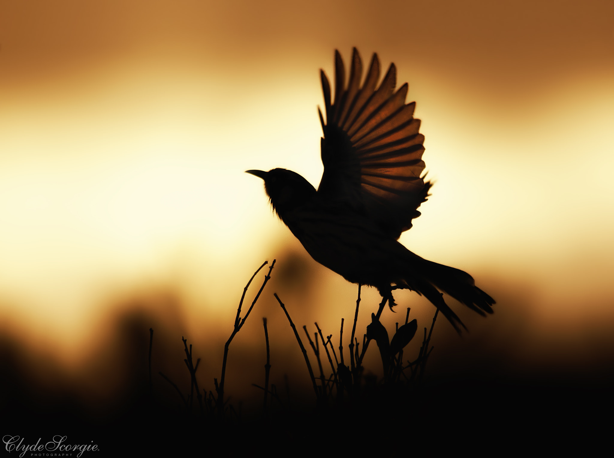 Sigma 150-500mm F5-6.3 DG OS HSM sample photo. Golden wings photography