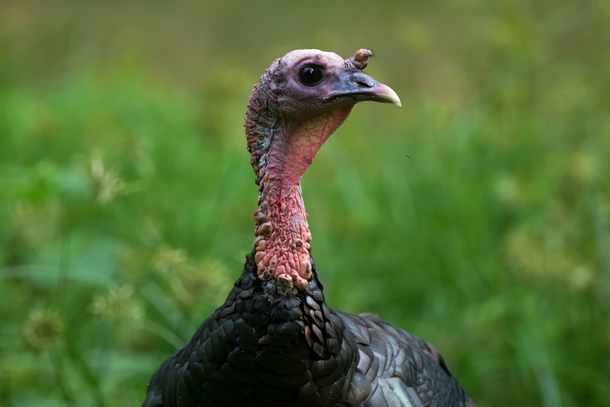 Canon EF 500mm F4L IS USM sample photo. Turkey portrait photography