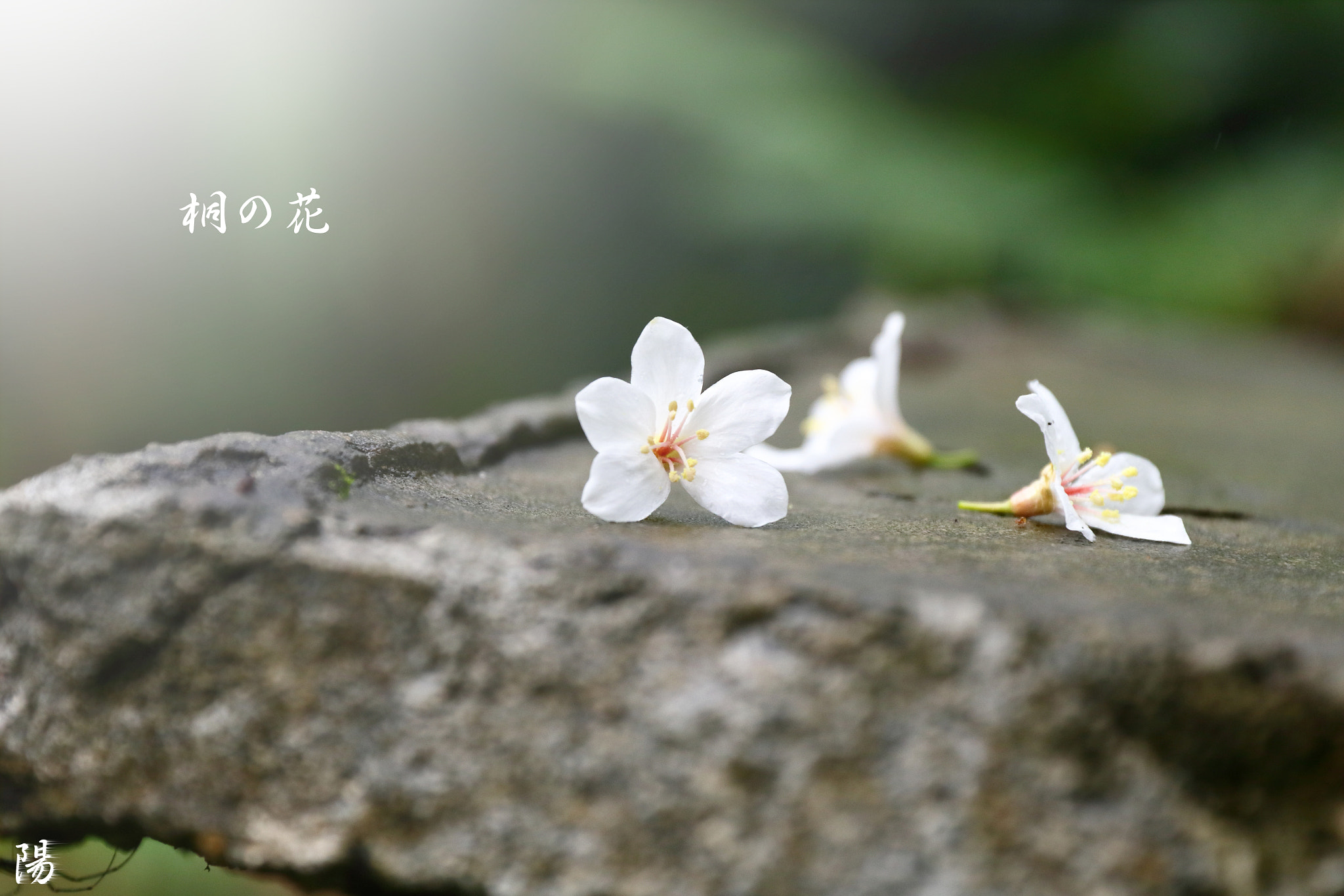 Canon EF 24-70mm F2.8L II USM sample photo. Img photography