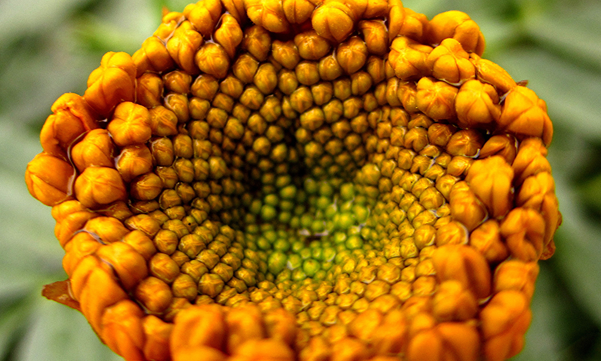 Canon PowerShot SD1400 IS (IXUS 130 / IXY 400F) sample photo. Marigold after the rain photography