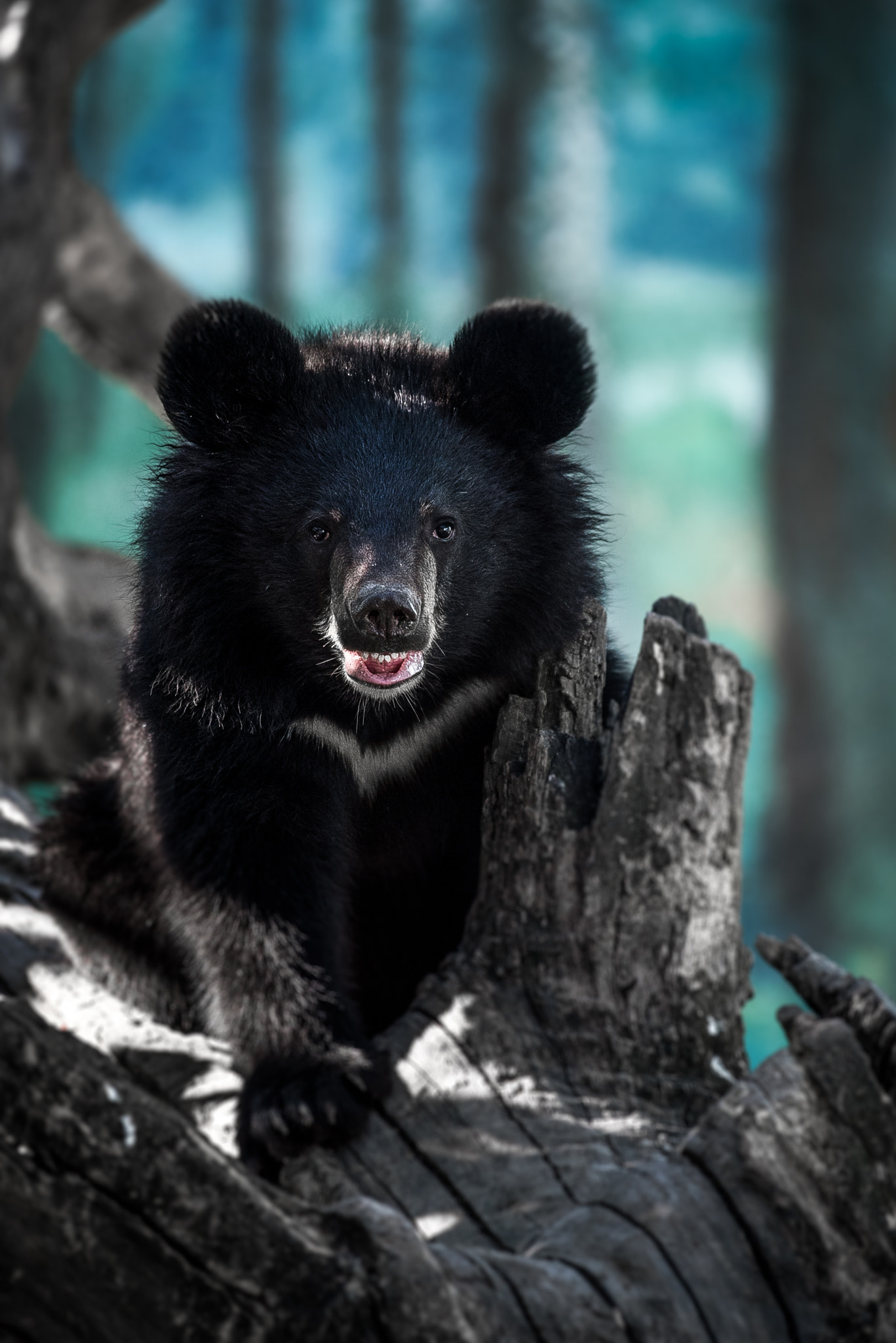 Sigma 150-500mm F5-6.3 DG OS HSM sample photo. Baby bear photography