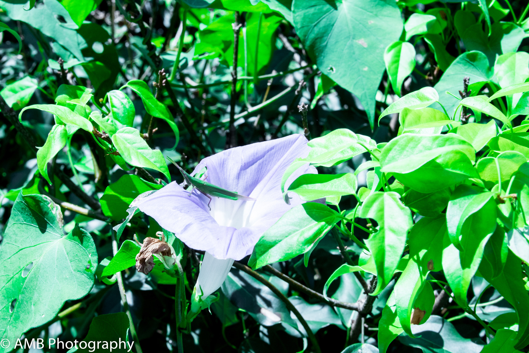Canon EOS 750D (EOS Rebel T6i / EOS Kiss X8i) sample photo. Bug on white flower photography
