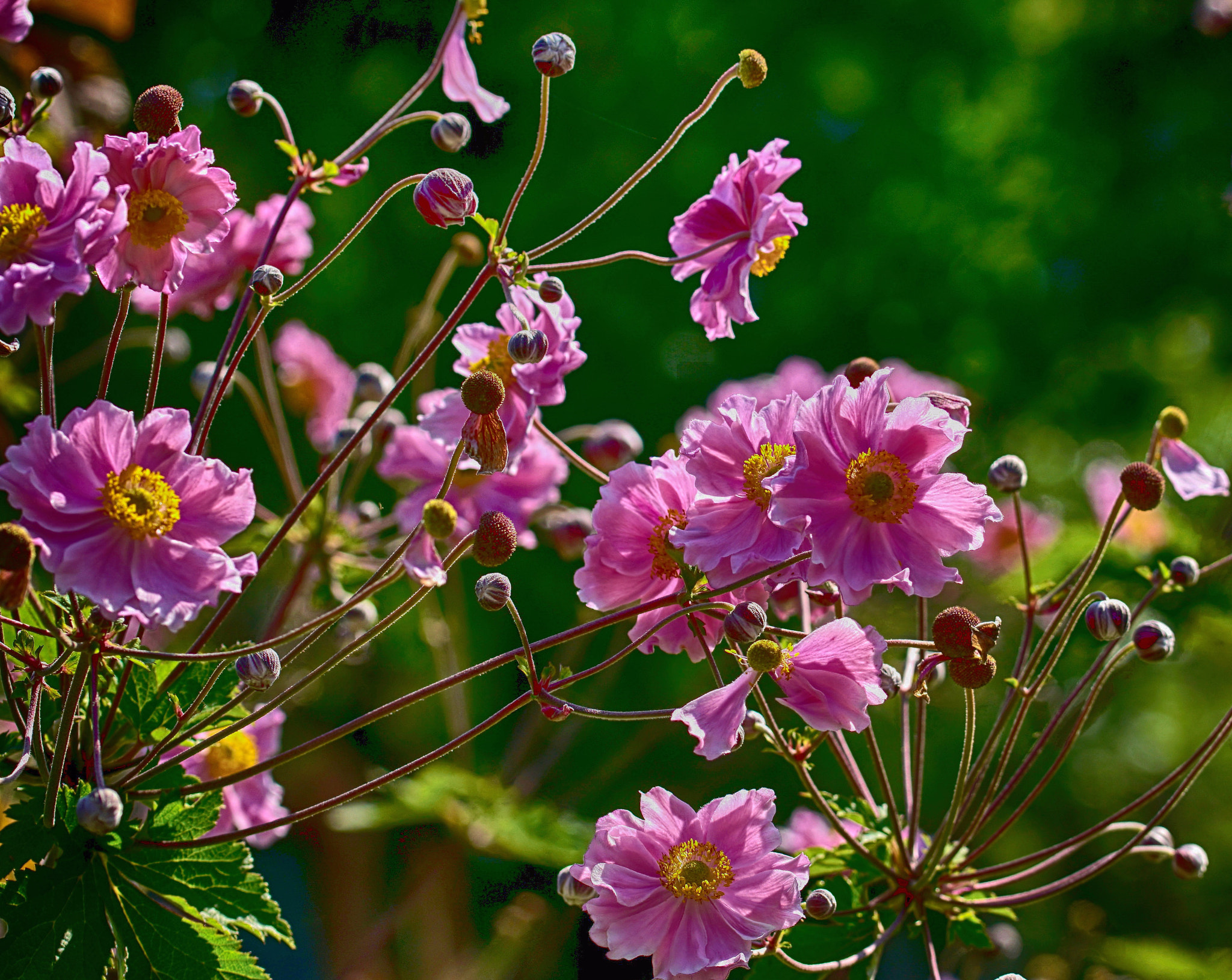 Sony ILCA-77M2 sample photo. Anemone tomentosa photography