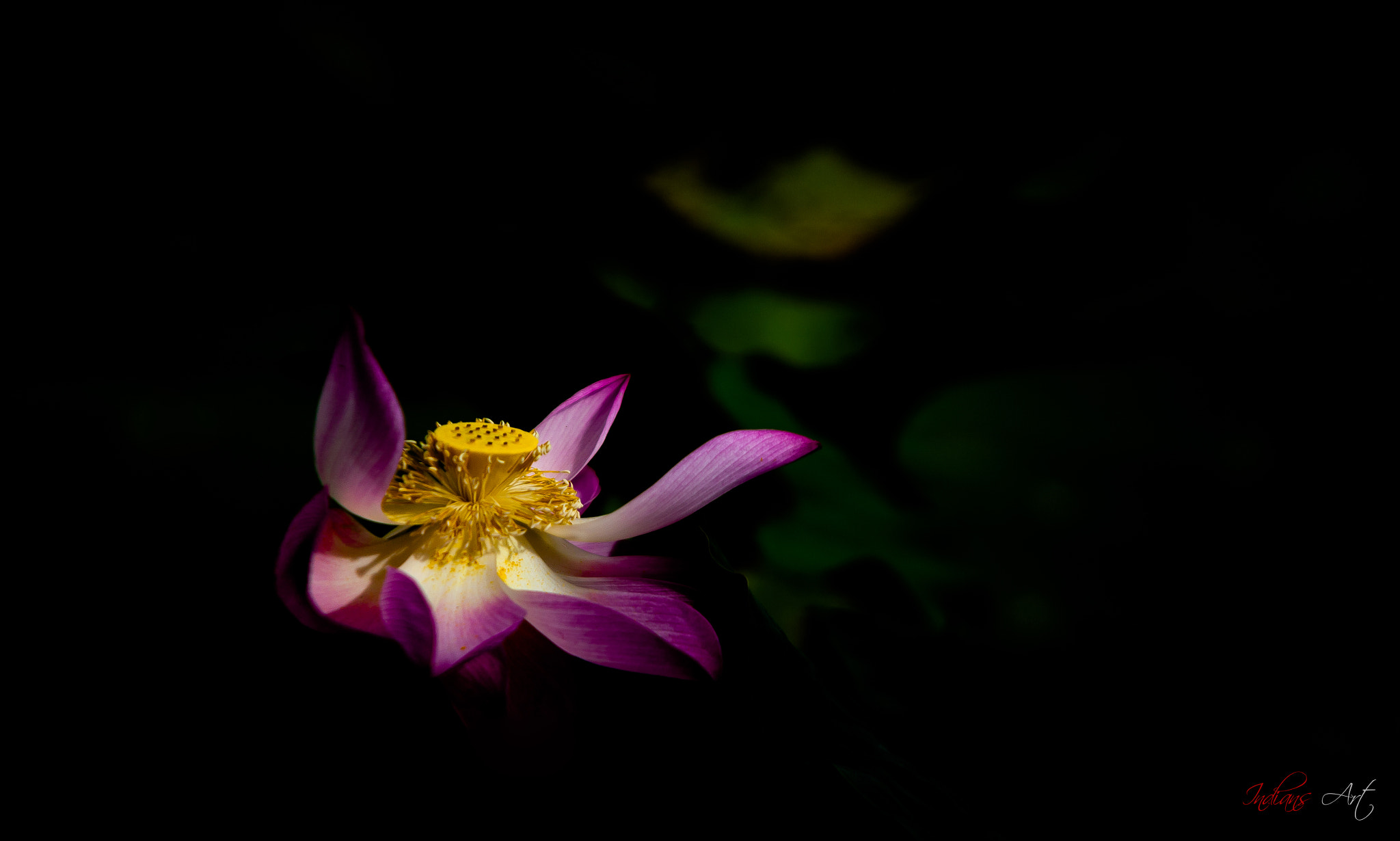 Canon EF 50mm f/1.8 sample photo. Img photography