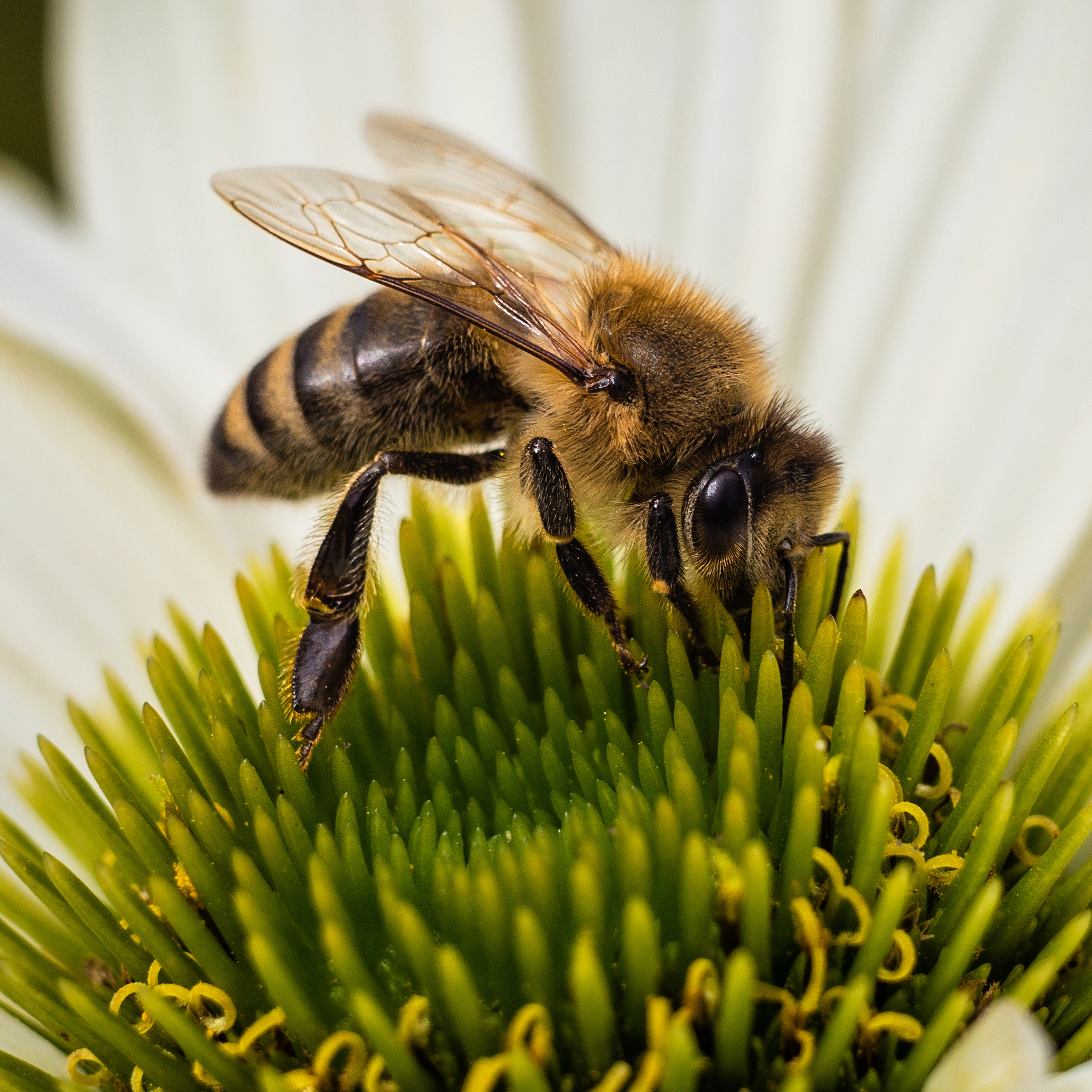 Panasonic Lumix DMC-G6 sample photo. Bee at work photography