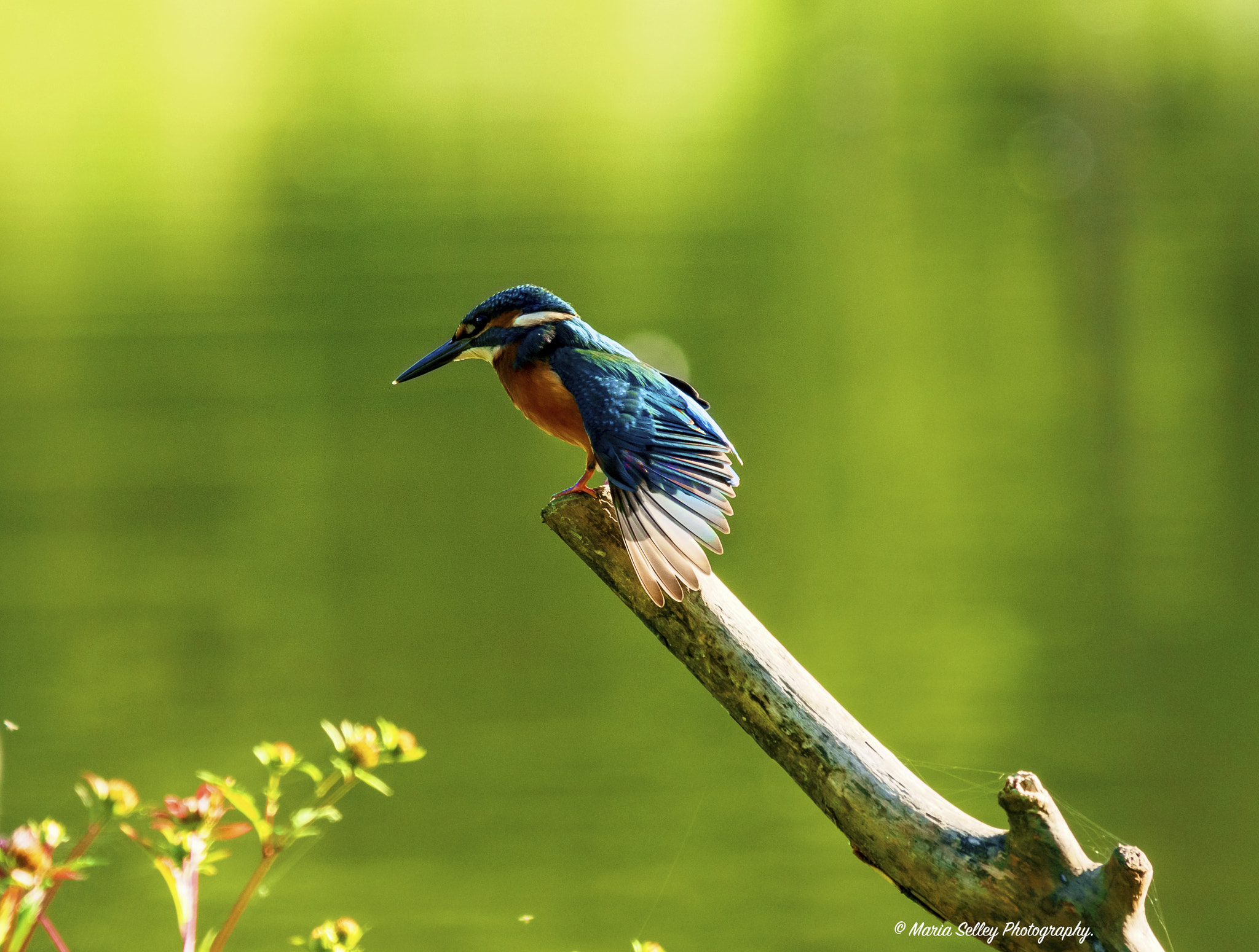 Olympus OM-D E-M5 II + LEICA DG 100-400/F4.0-6.3 sample photo. Stretching photography