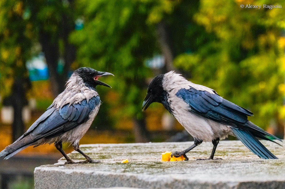 Fujifilm X-E1 + Fujifilm XC 50-230mm F4.5-6.7 OIS sample photo. Crow's passion photography