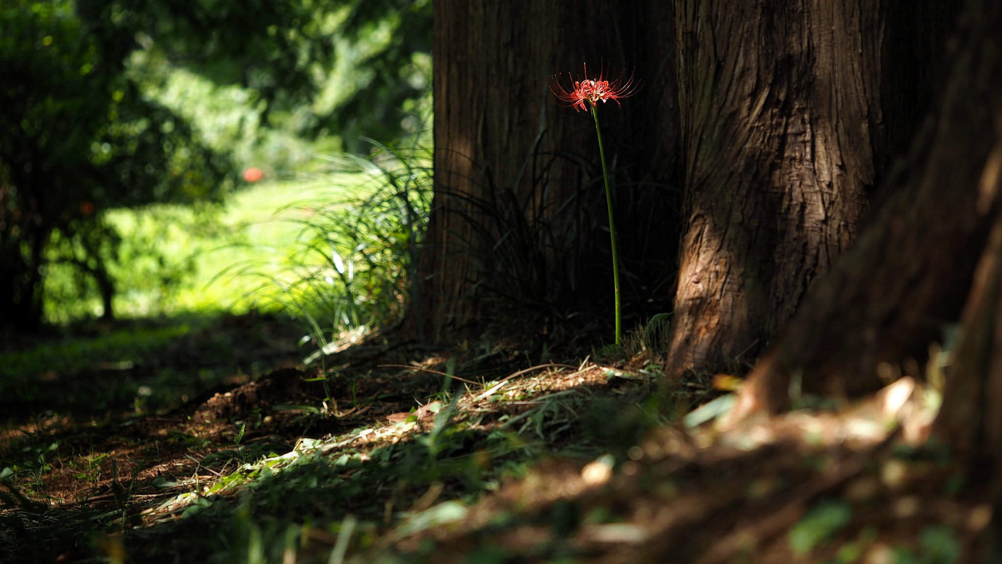 Olympus PEN E-PL7 sample photo. A red spider lily under the dawn redwood trees photography