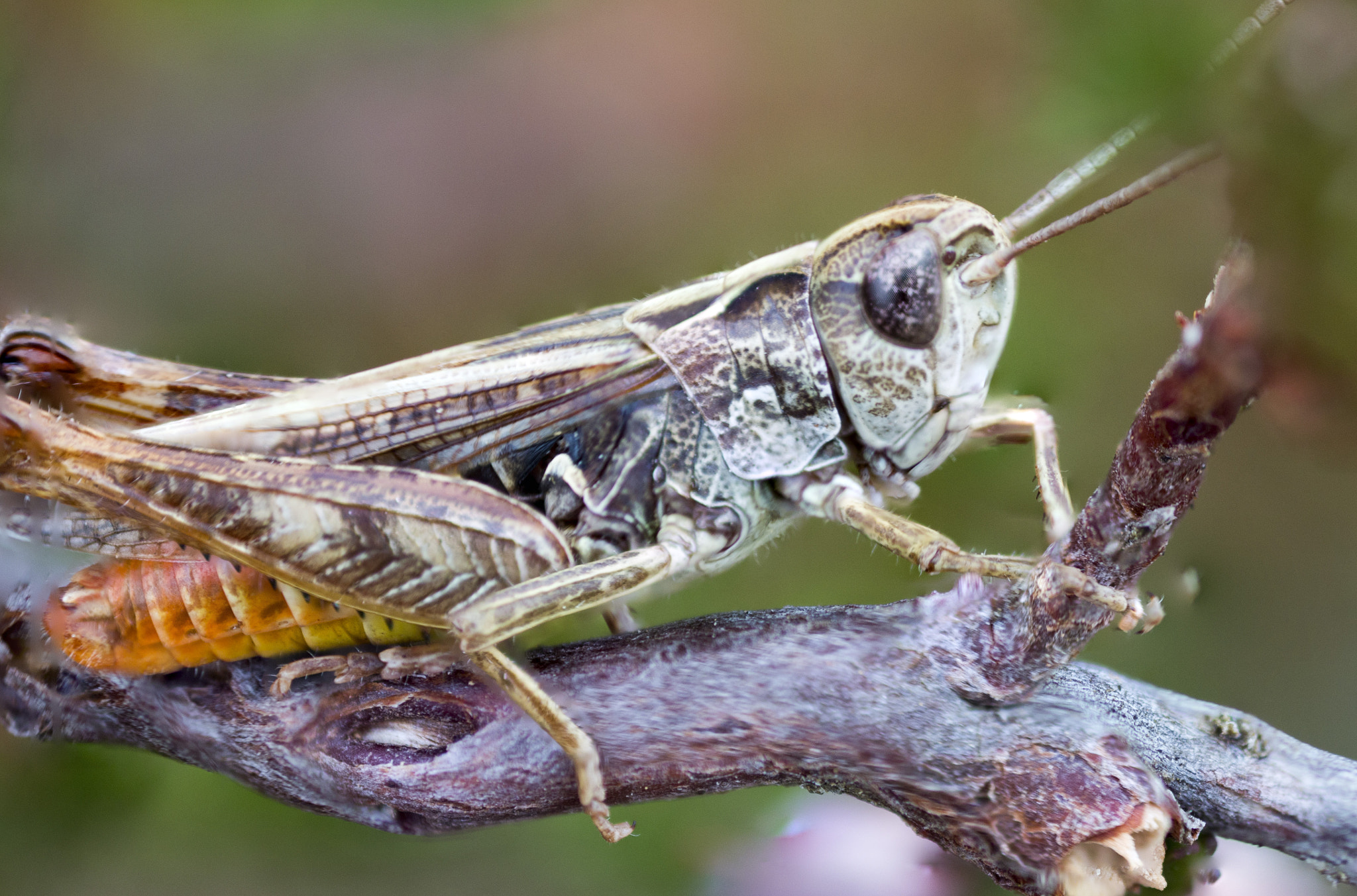 Canon MP-E 65mm F2.5 1-5x Macro Photo sample photo. Sauterelle photography