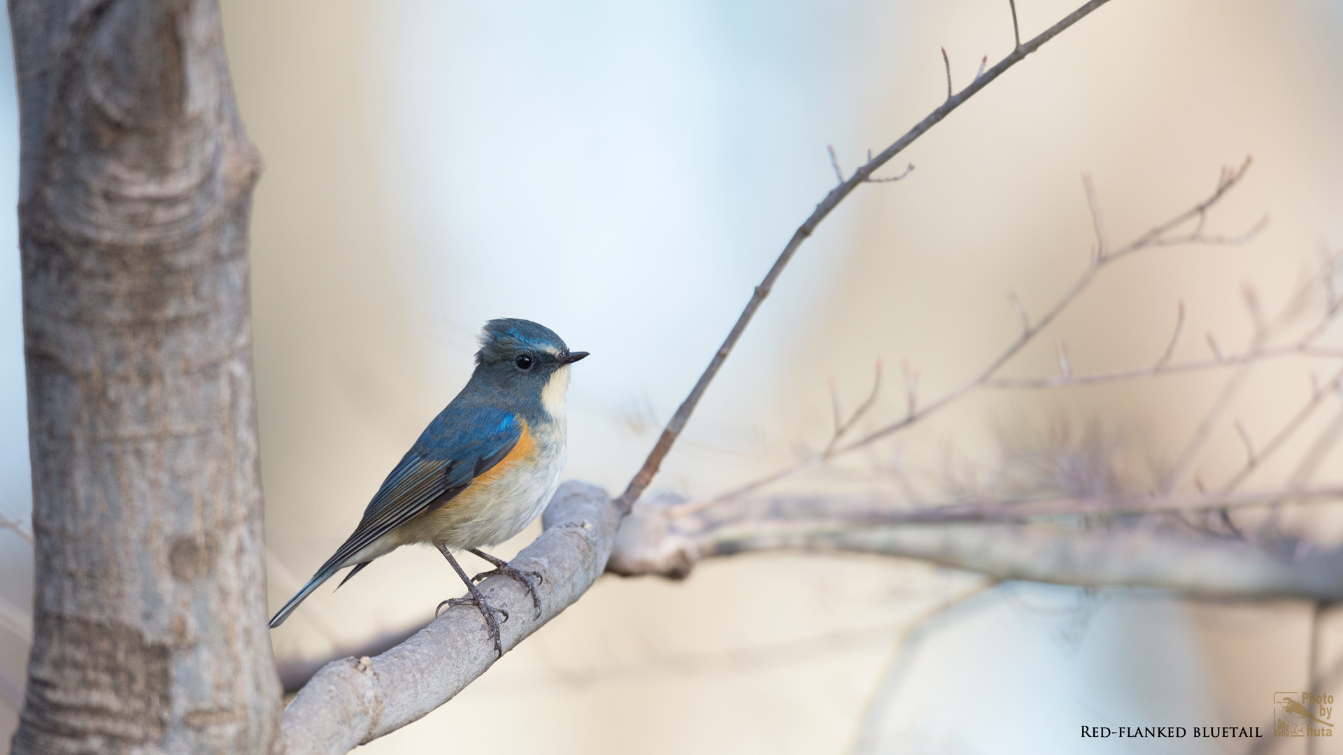 Nikon AF-S Nikkor 800mm F5.6E FL ED VR sample photo. Winter visitors photography