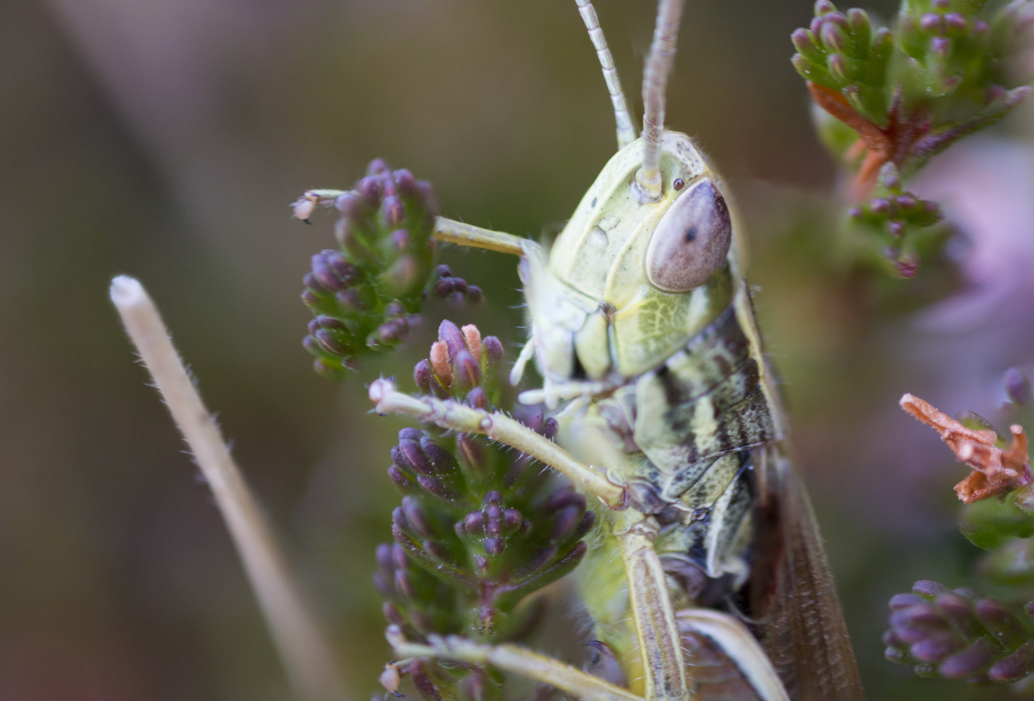 Canon MP-E 65mm F2.5 1-5x Macro Photo sample photo. Sauterelle photography