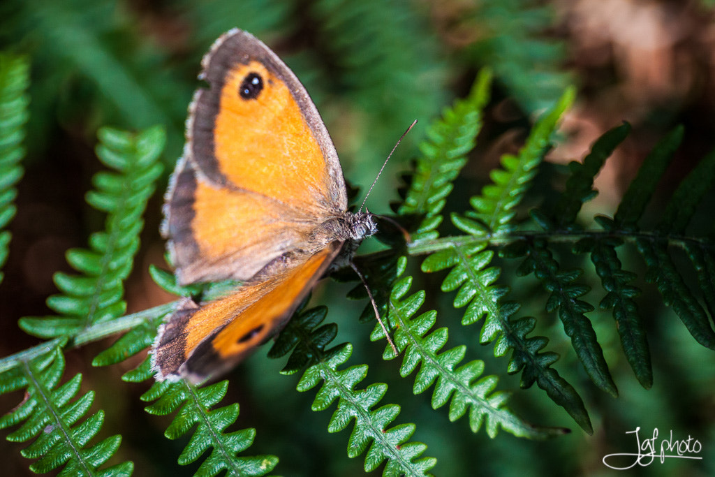 Canon EF 24-70mm F4L IS USM sample photo. Butterfly photography