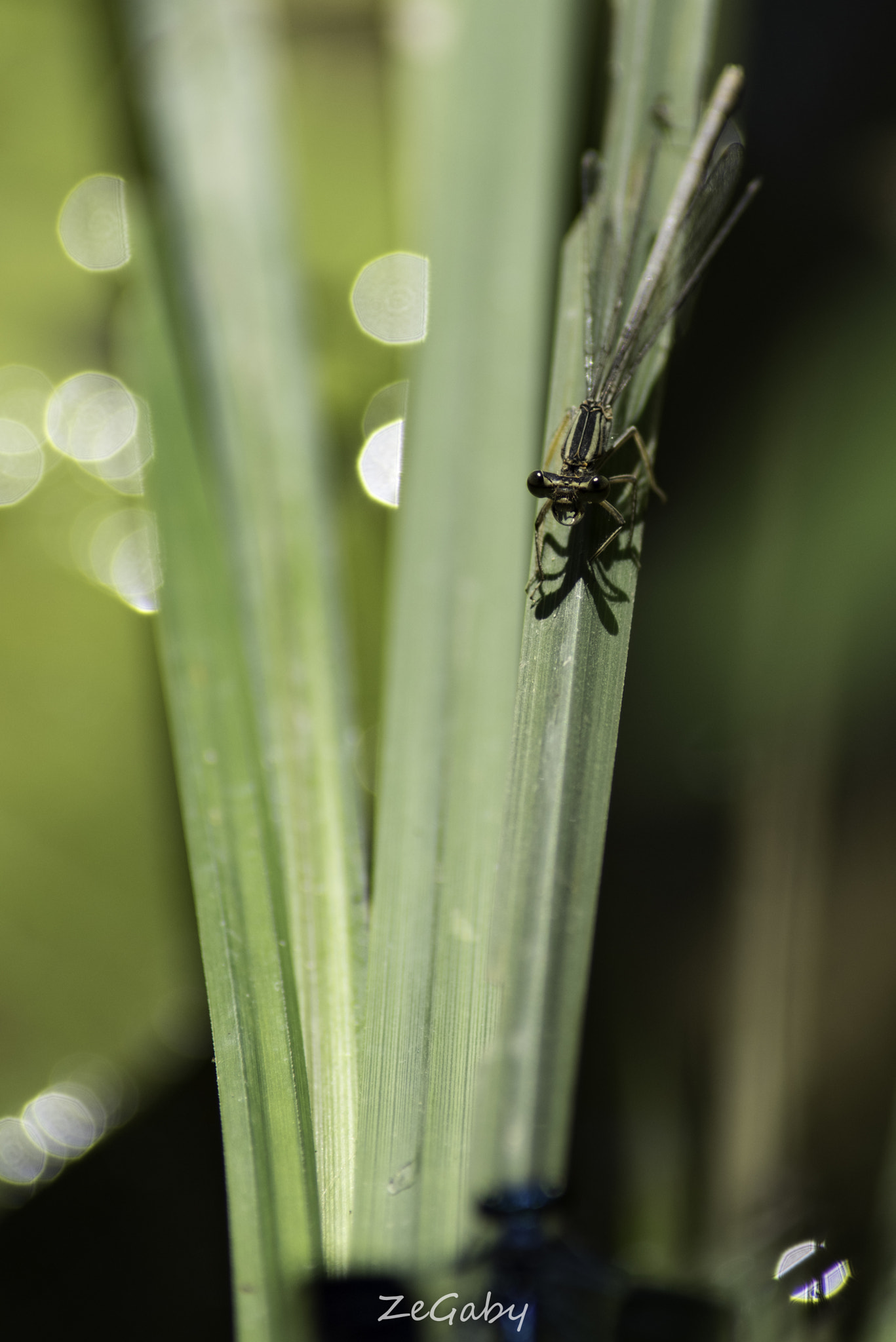 Tamron AF 70-300mm F4-5.6 Di LD Macro sample photo. Face to face... photography