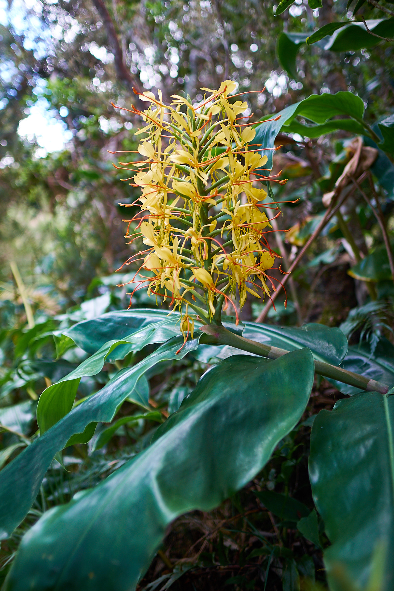 Fujifilm X-E1 + Fujifilm XF 16mm F1.4 R WR sample photo. Flower on our way to dos d'ane photography