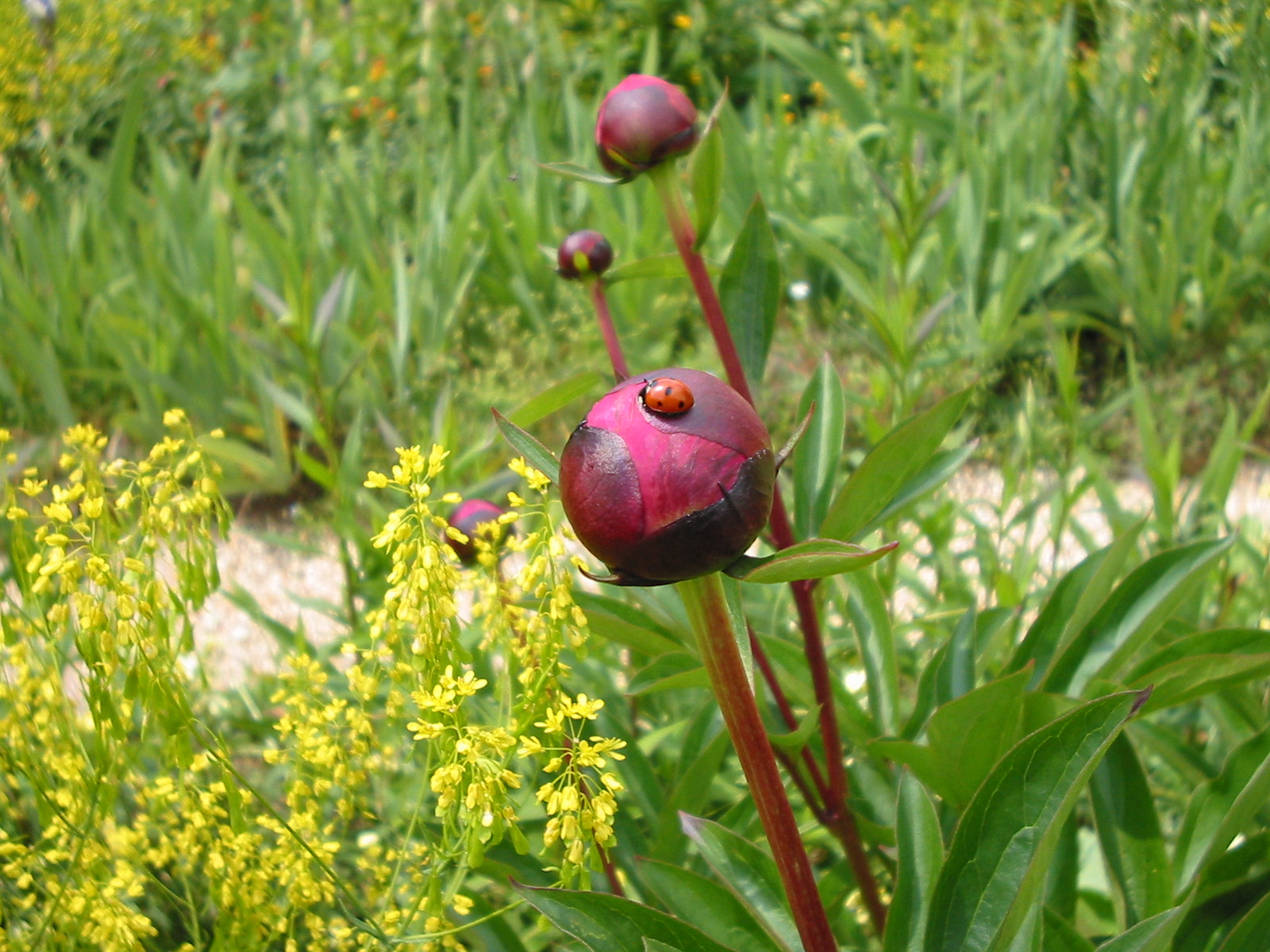 Canon POWERSHOT A200 sample photo. Ladybug photography